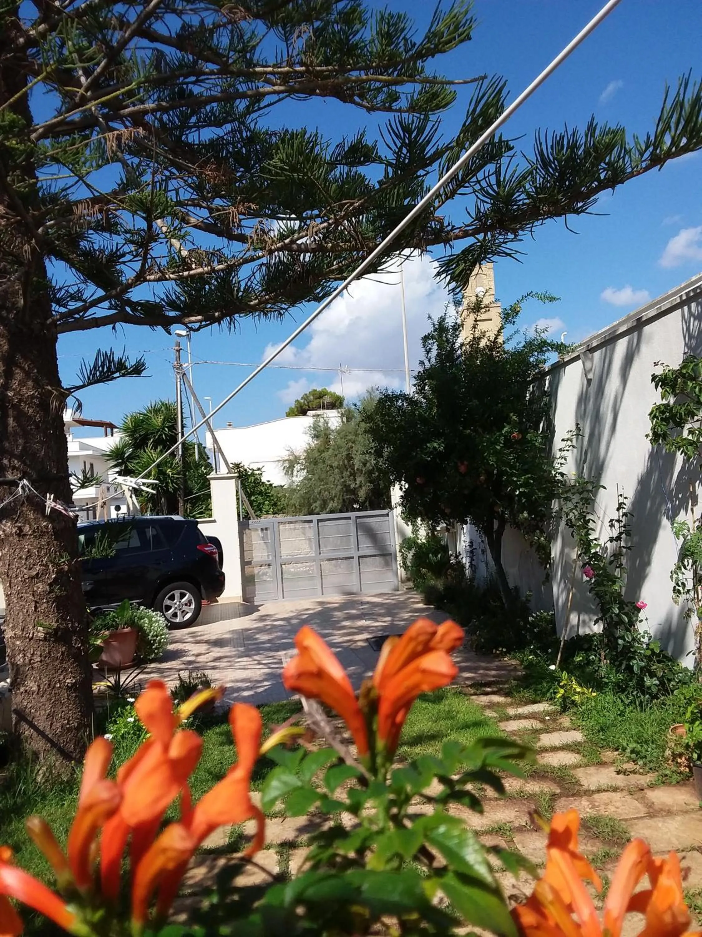 Araucaria