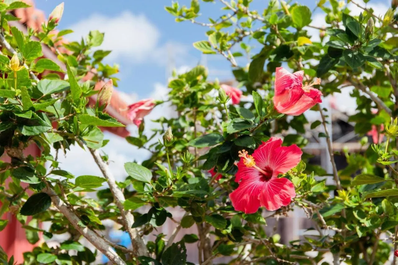 Garden in Randor Residence Naha Okinawa