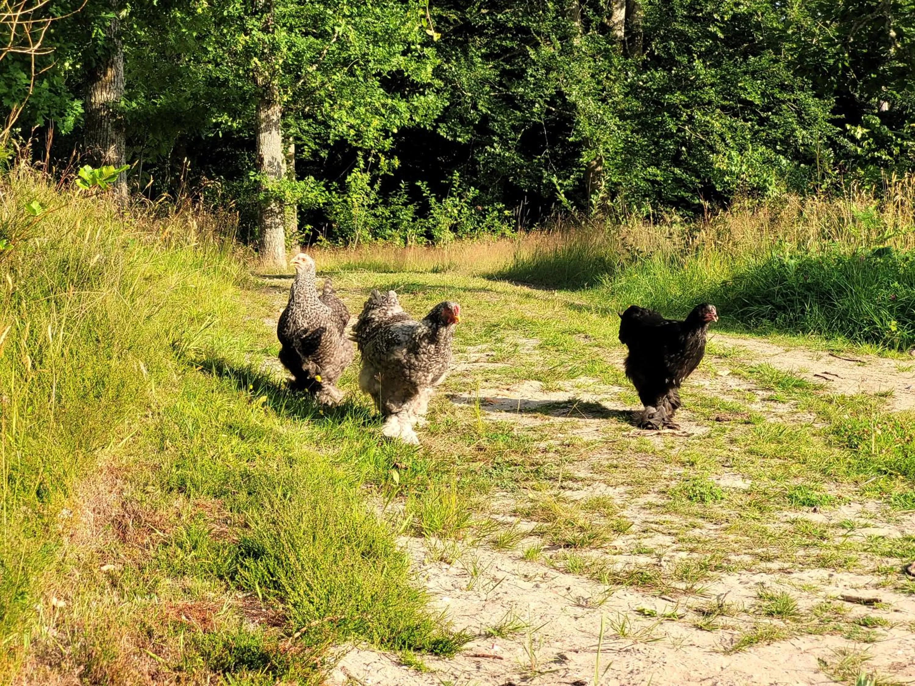 Animals in Bergakungen Stugby