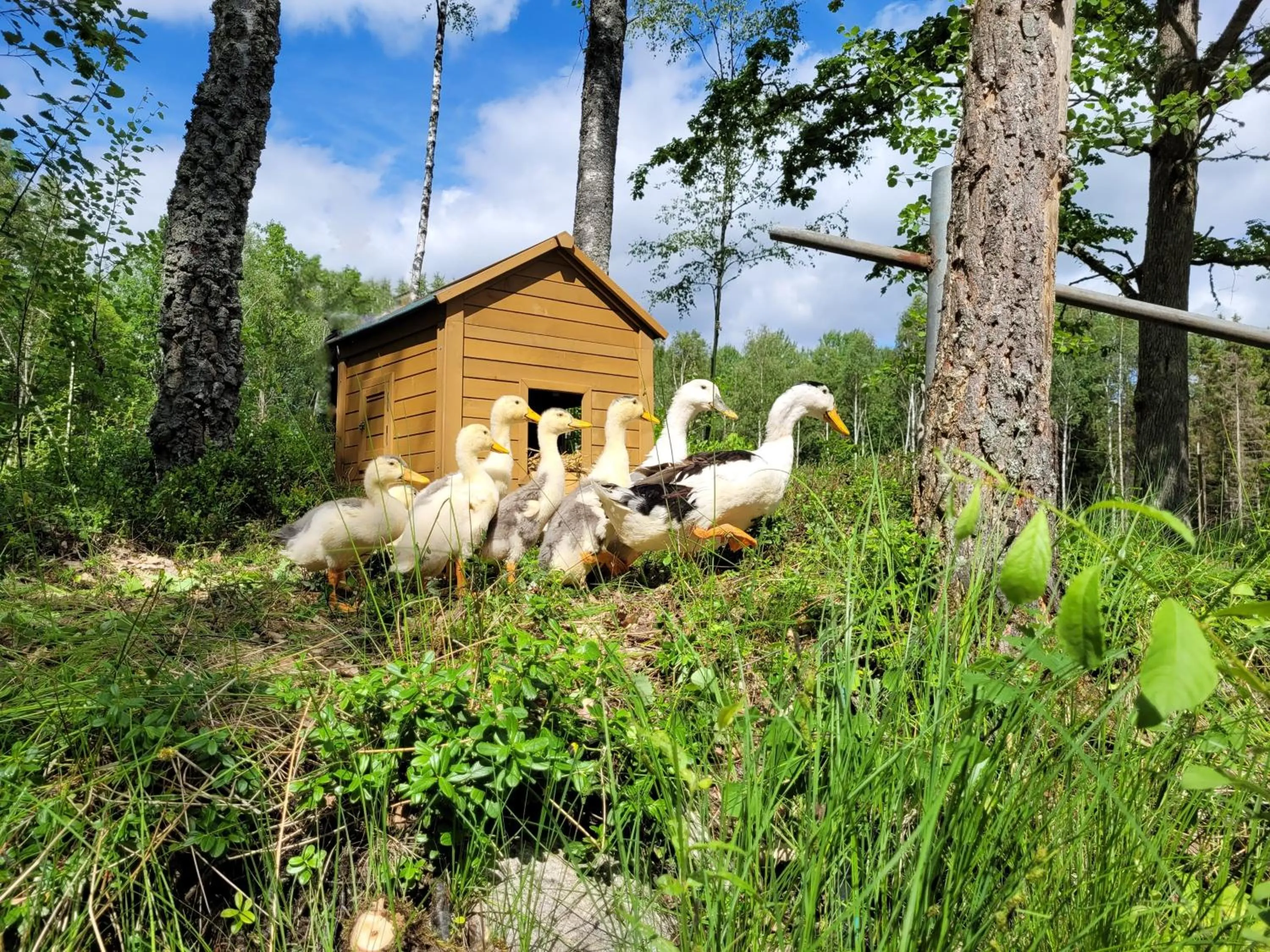 Animals in Bergakungen Stugby
