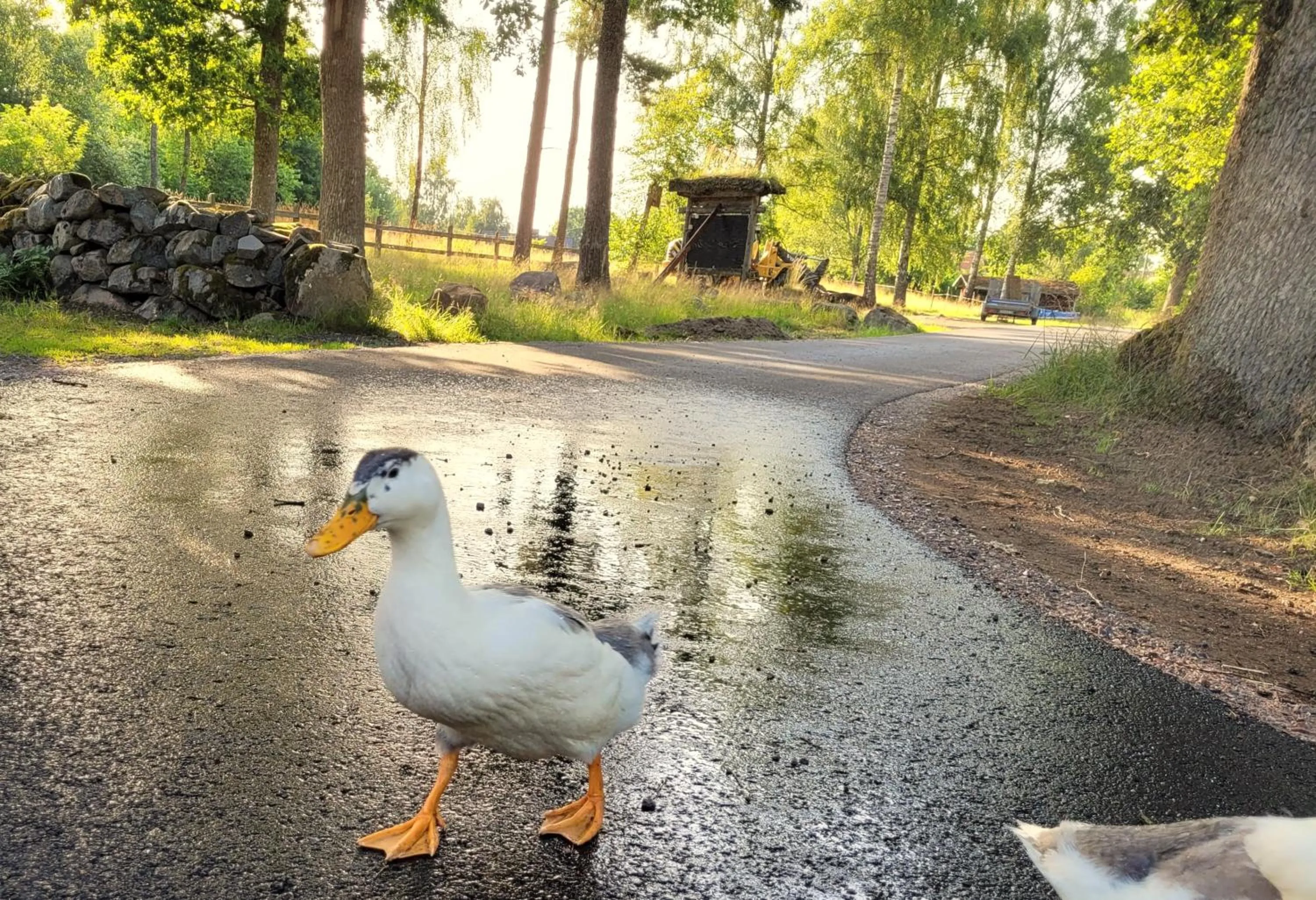 Animals in Bergakungen Stugby