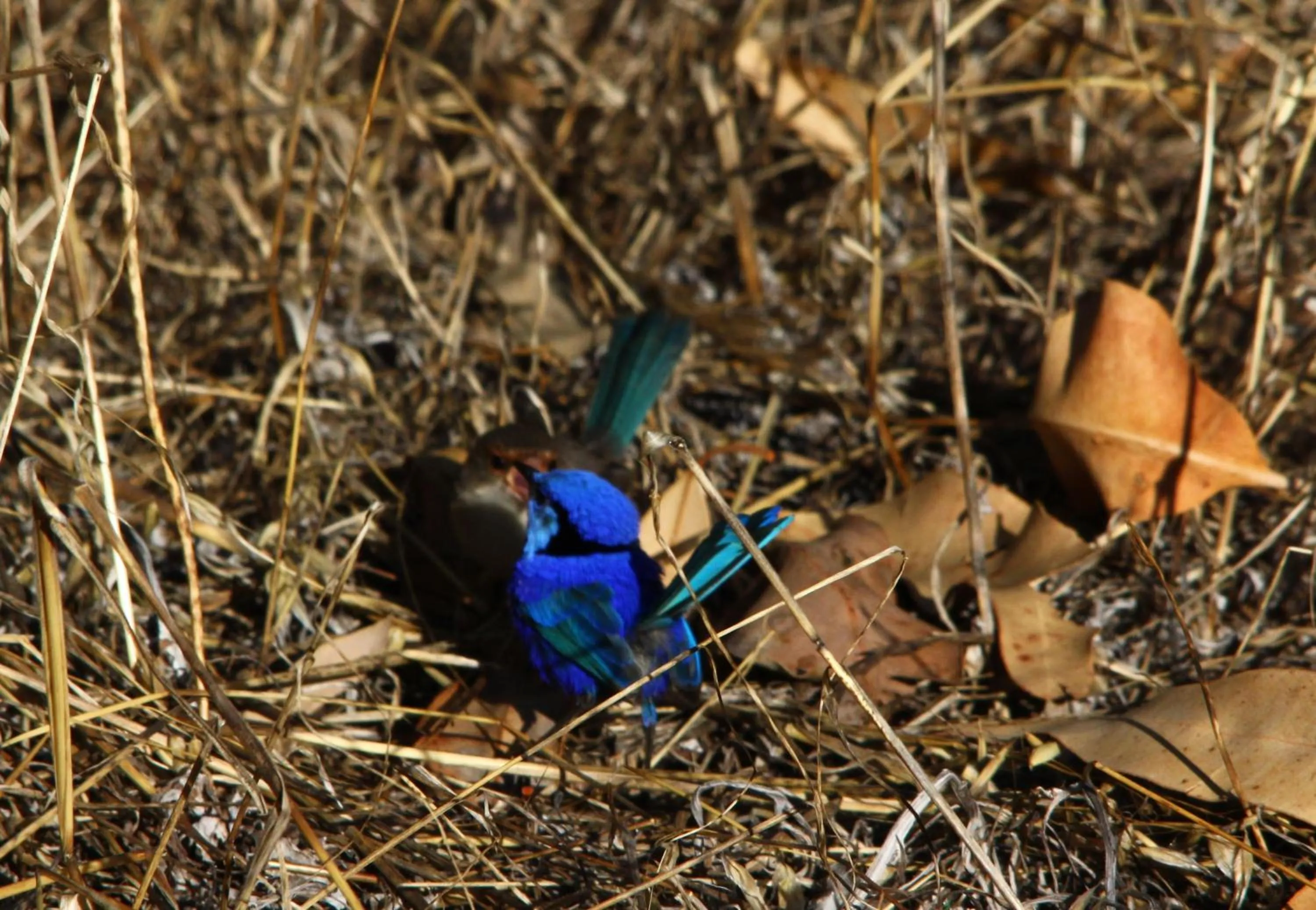 Animals in Wildwood Valley