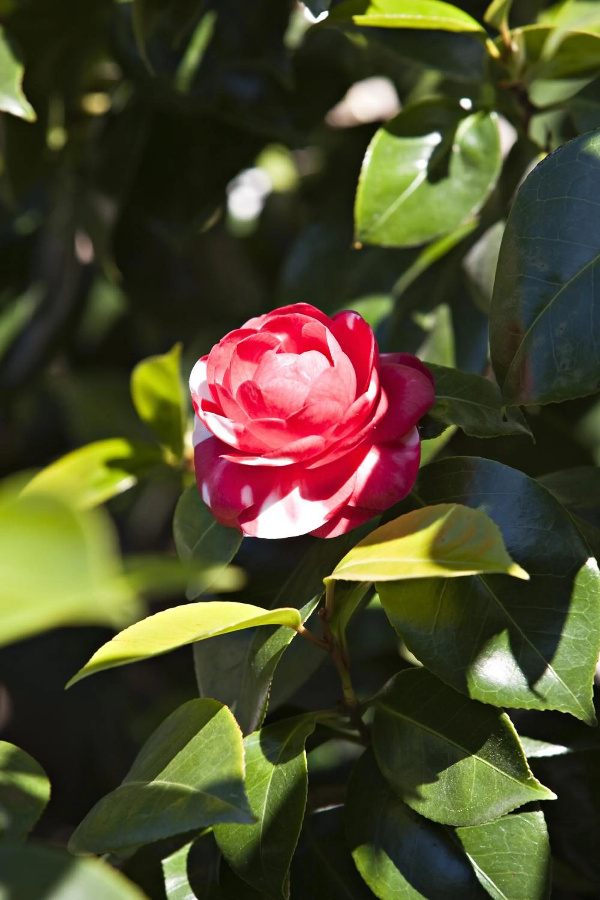 Day in Hotel des Lices