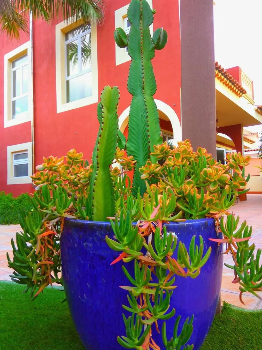 Garden in Casa Viera