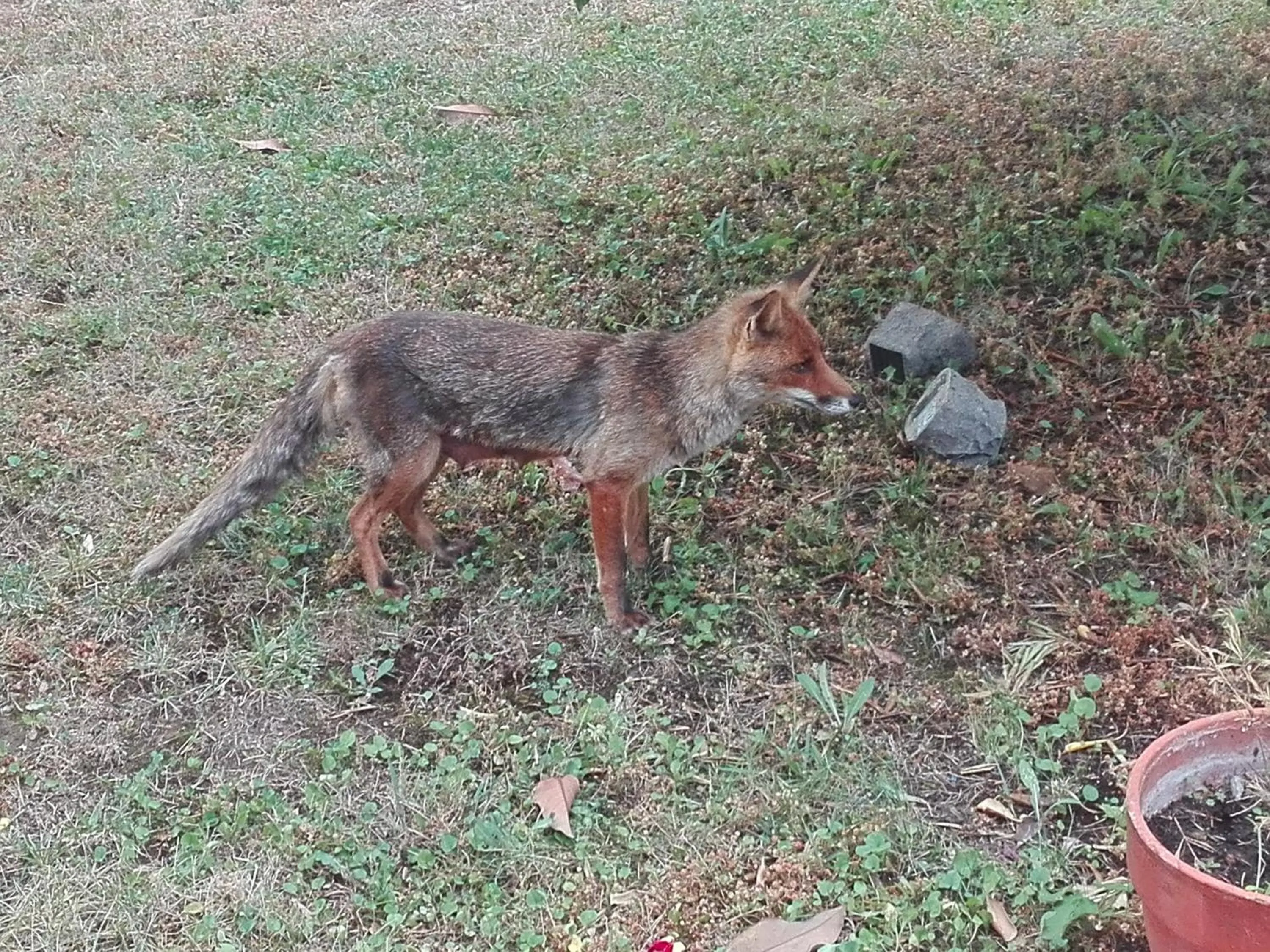 Animals in Appartamento Sezzate 40