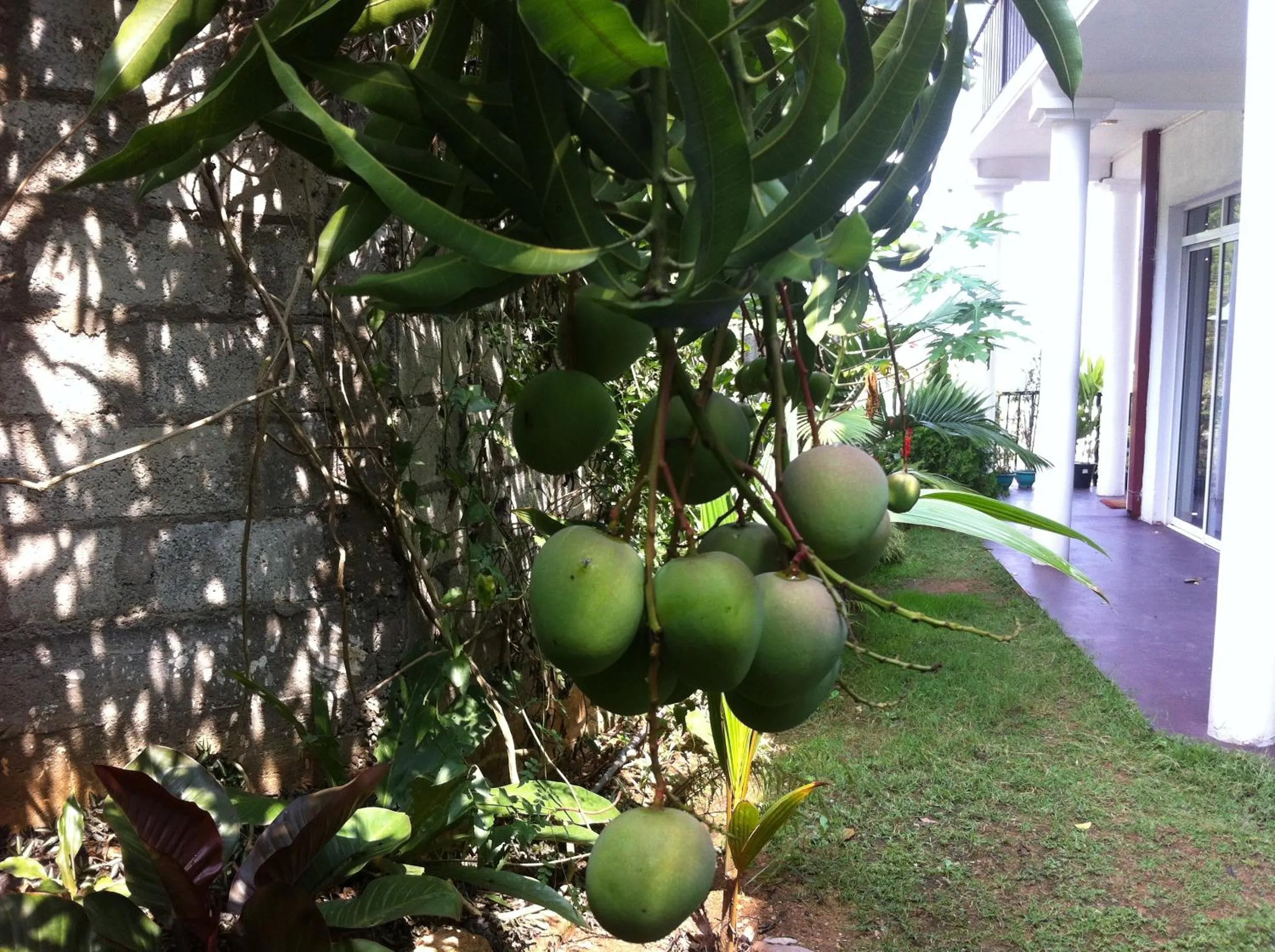 Garden in Villa Arunalu Kandy