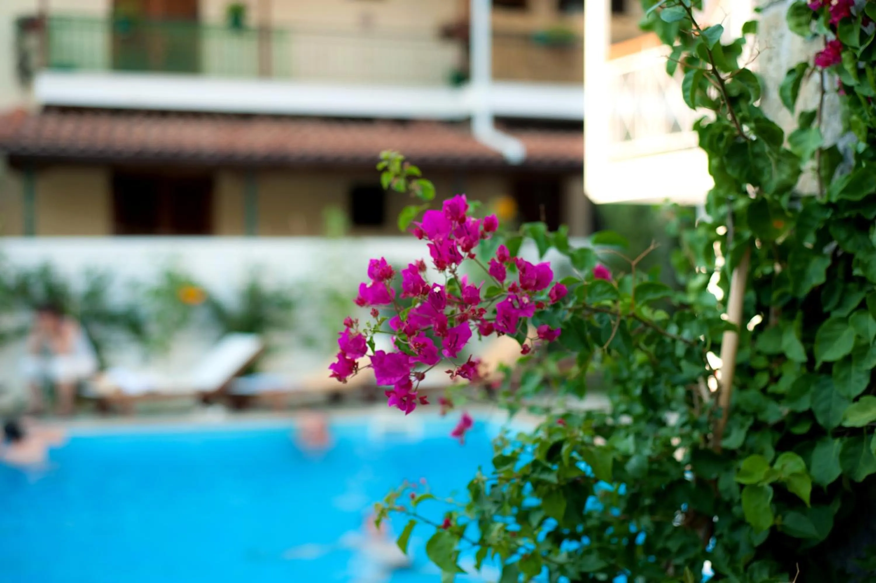 Swimming pool in Neda Hotel