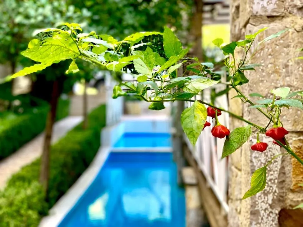 Pool view in Neda Hotel