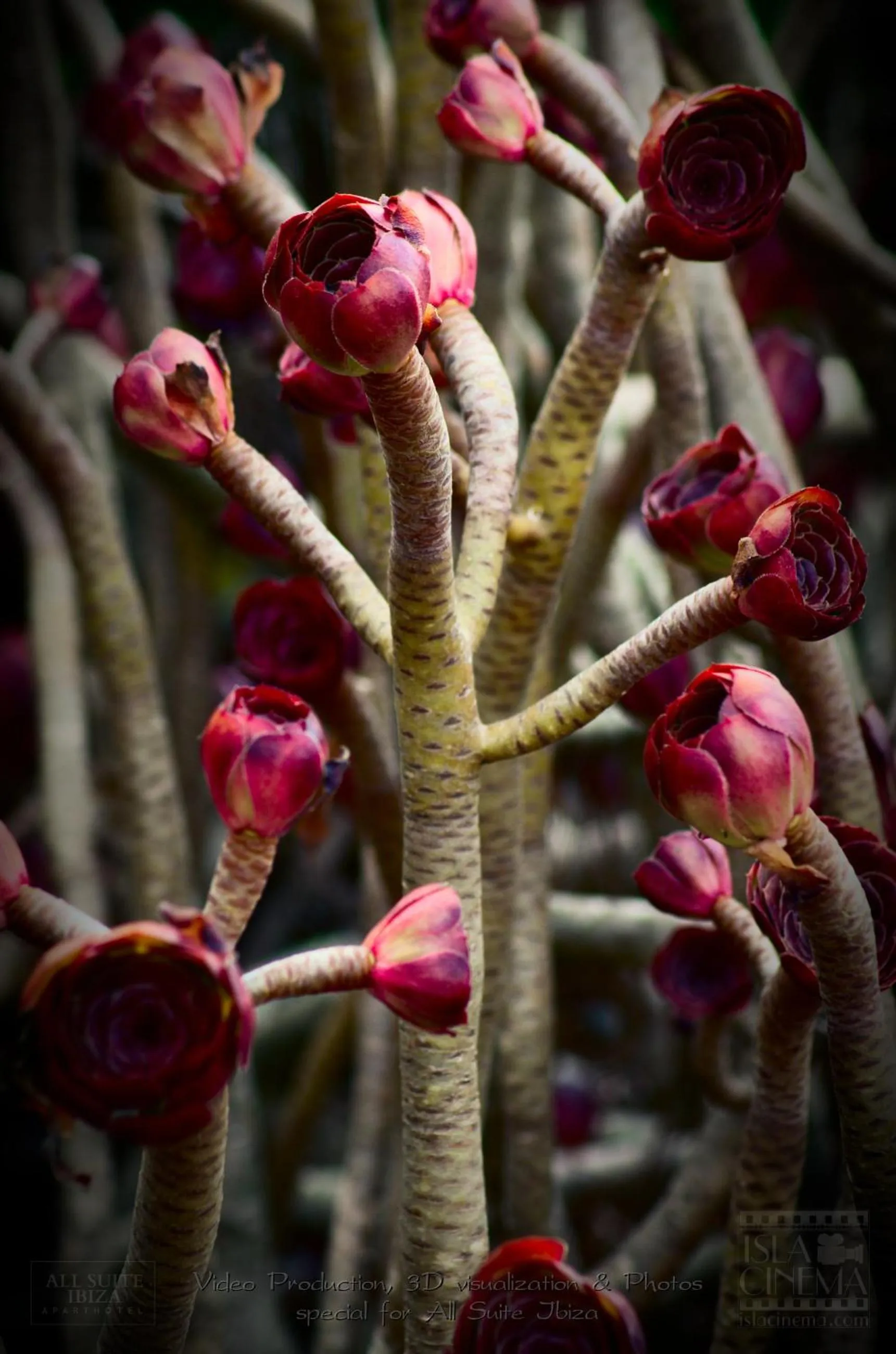 Other in All Suite Ibiza Aparthotel