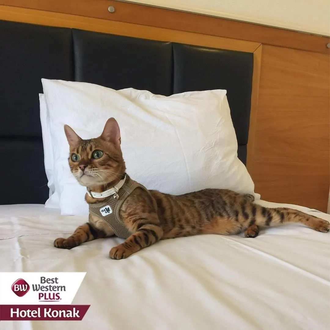 Pets in Best Western Plus Hotel Konak