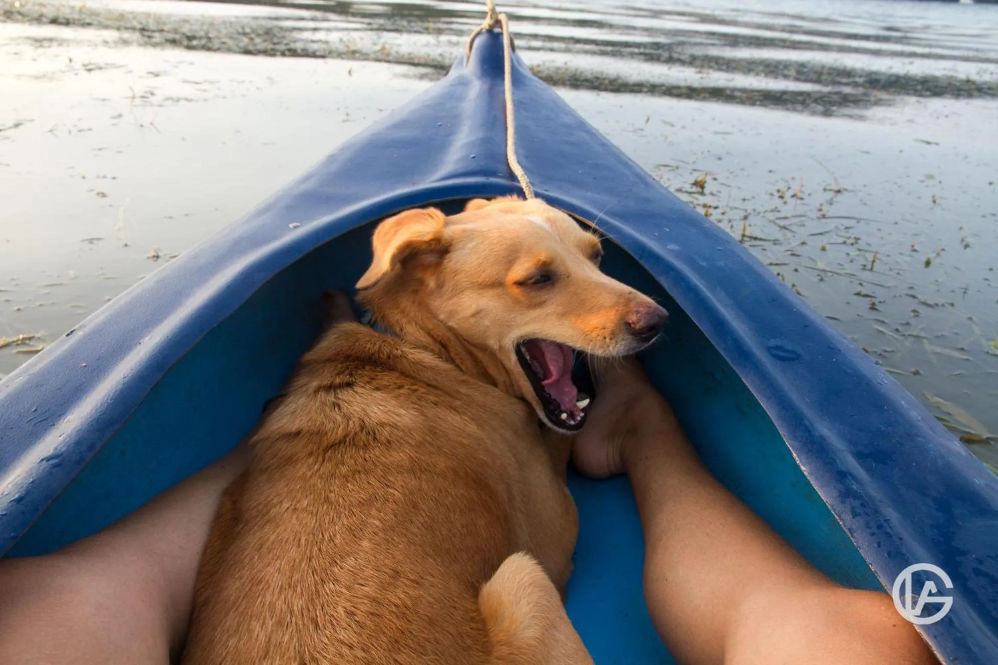 Pets in El Hotelito Perdido
