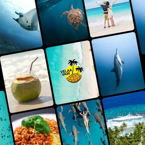 VelaaVani - Turtle Hive Dhiffushi