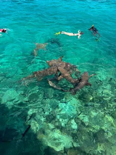 VelaaVani - Turtle Hive Dhiffushi