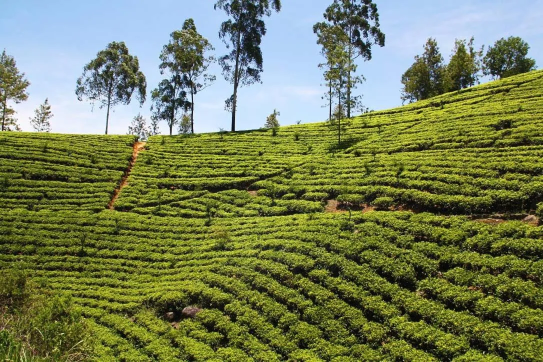 Garden view in Ella Tunnel Corner Inn