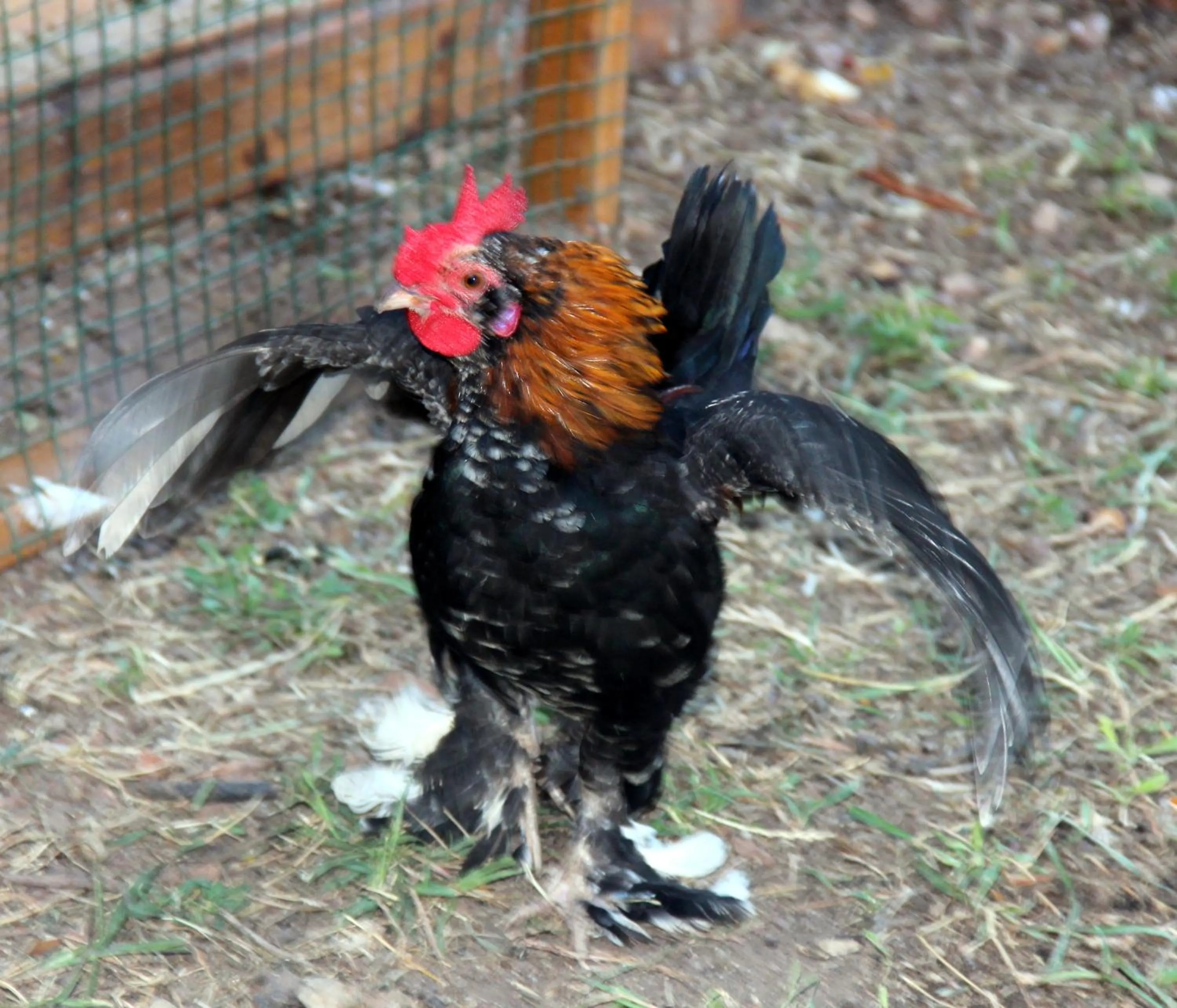 Pets in Adrasan Shambala