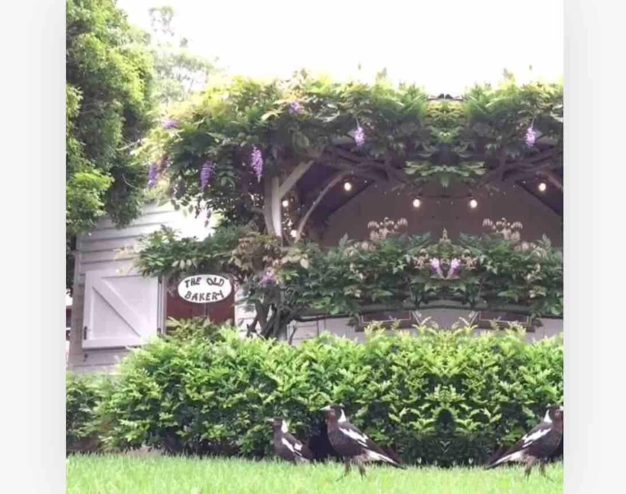 Garden in The Old Bakery in Historic Kangaroo Valley Village