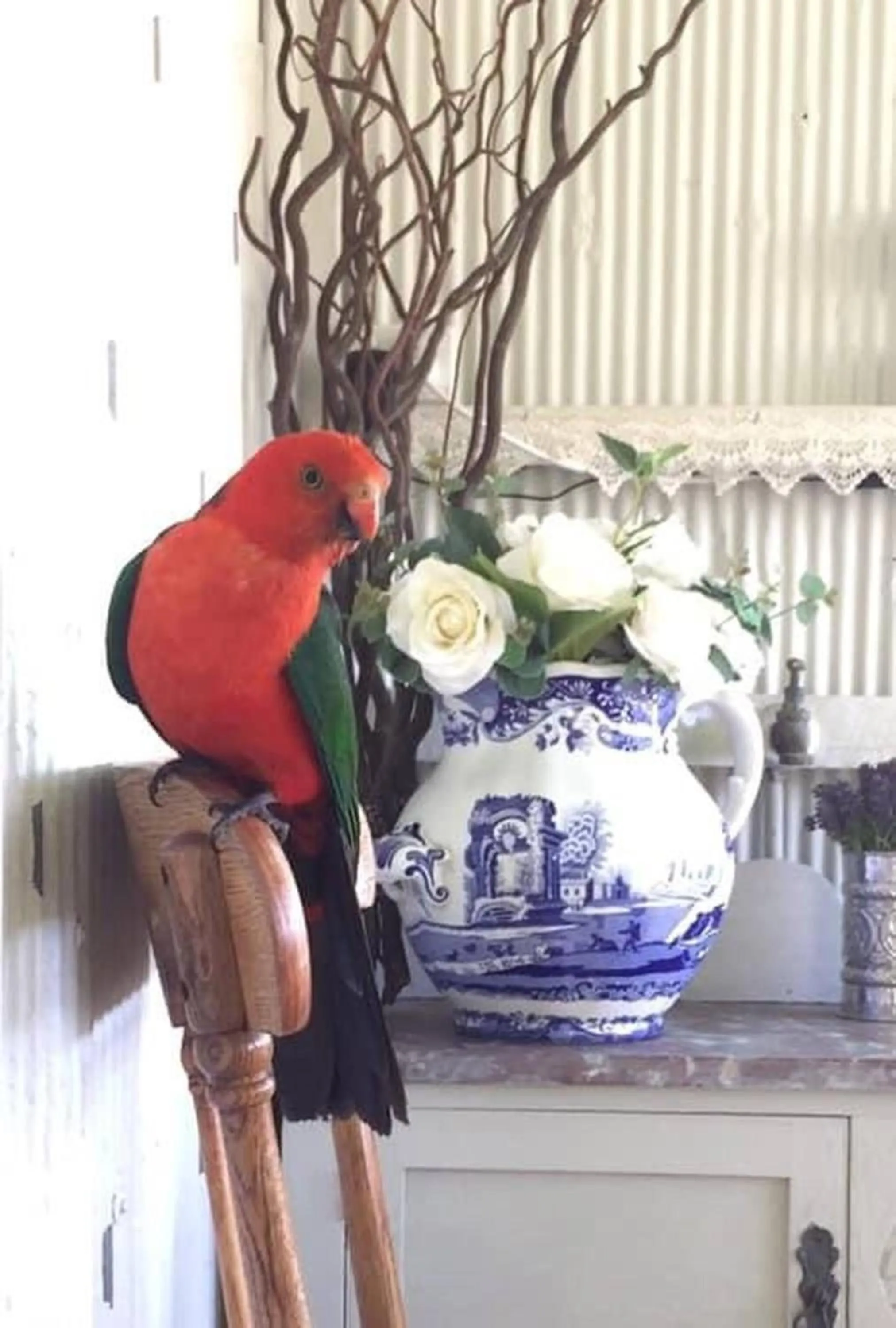 Animals in The Old Bakery in Historic Kangaroo Valley Village