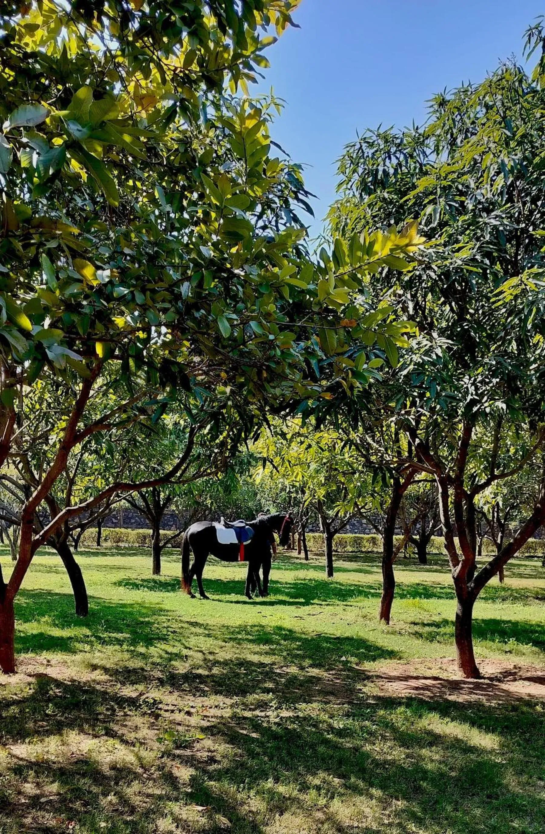 Day in The Cabana 5BHK Luxury Villa