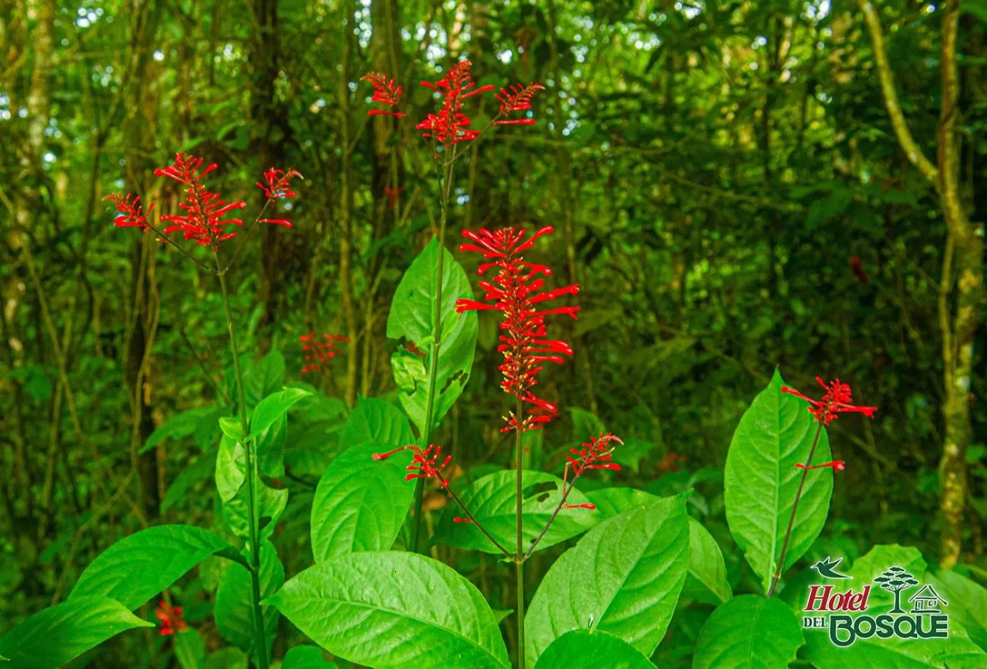 Natural landscape in Hotel del Bosque