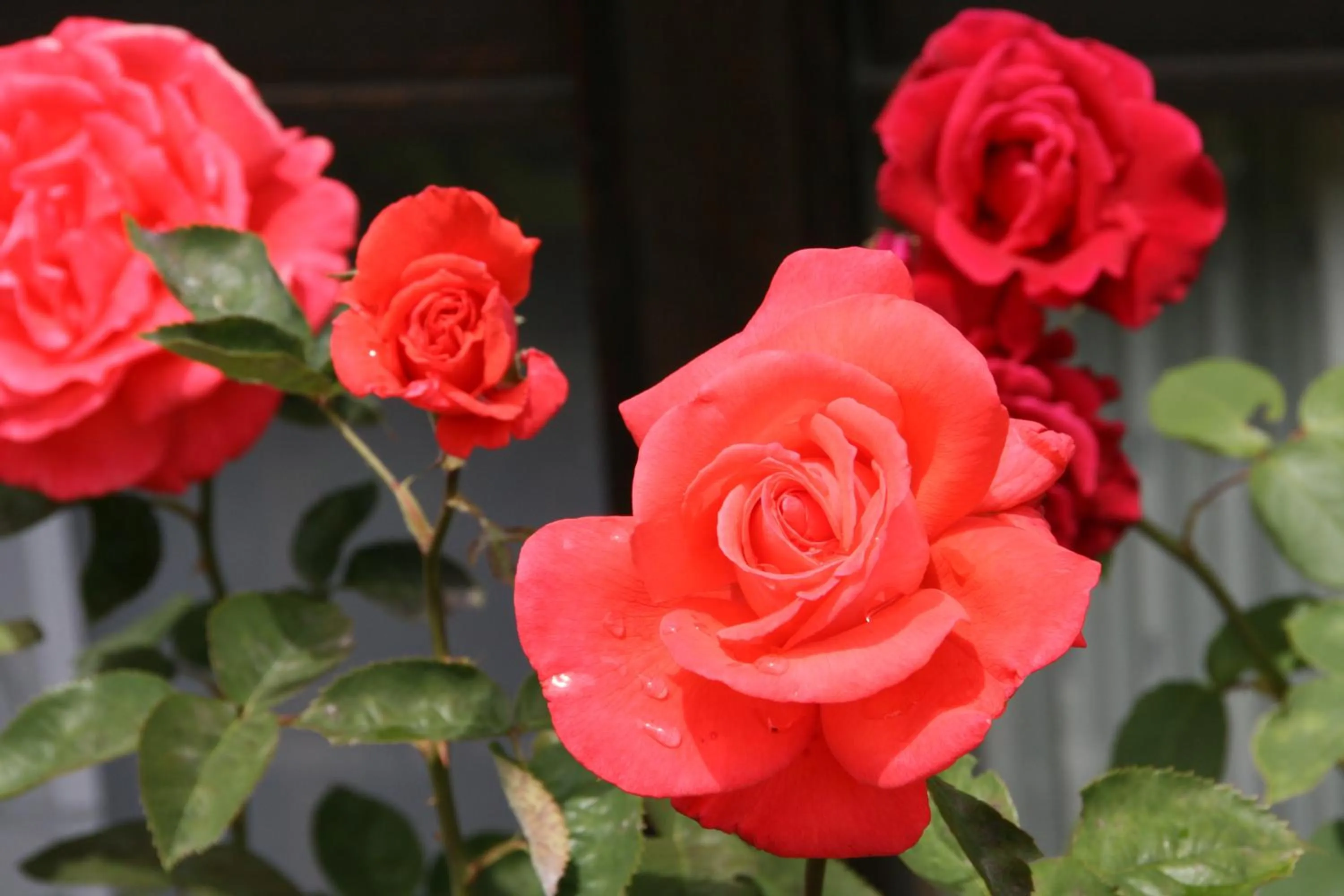 Garden in Hotel Garni Simplon