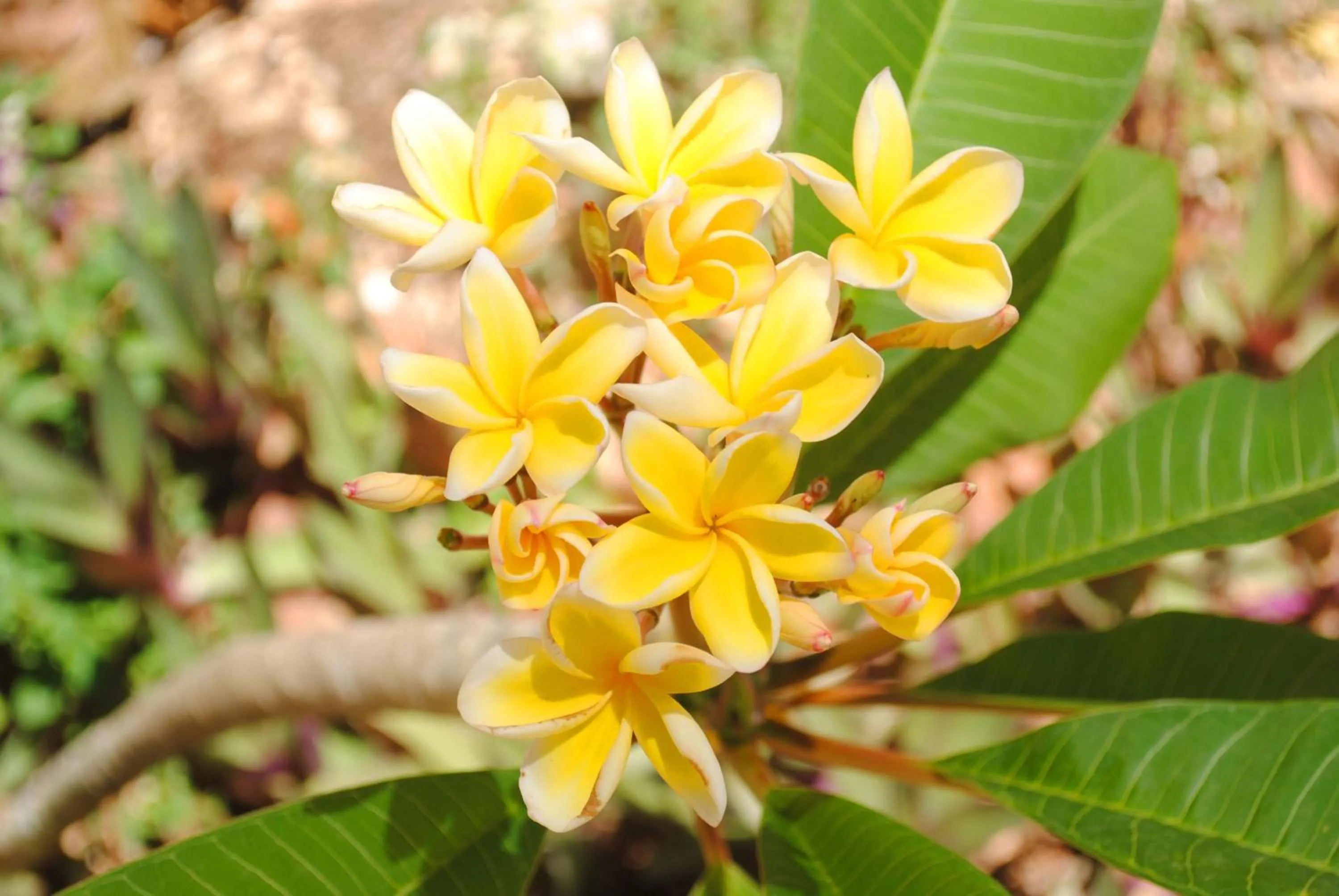 Garden in Alam Indah Beach Resort Busuanga