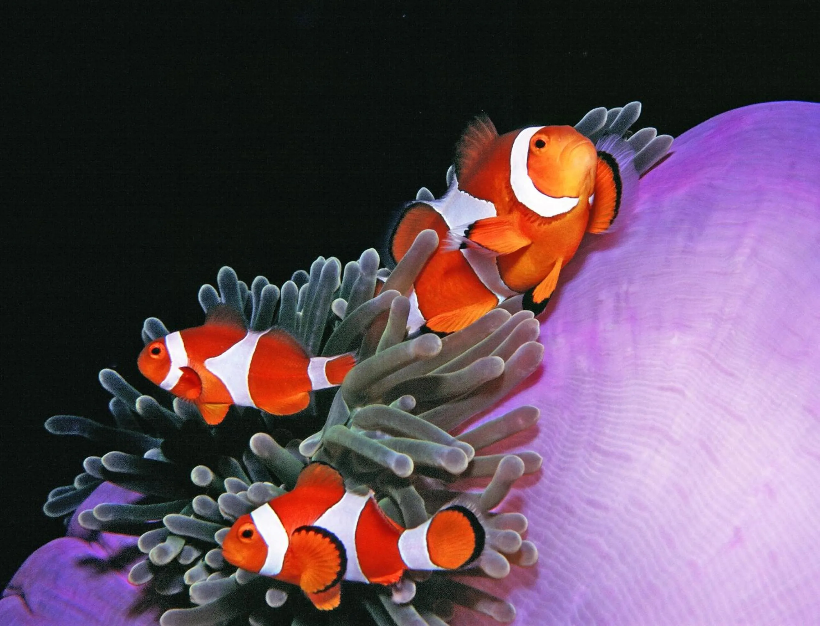 Diving in Vida Homes Condo Resort