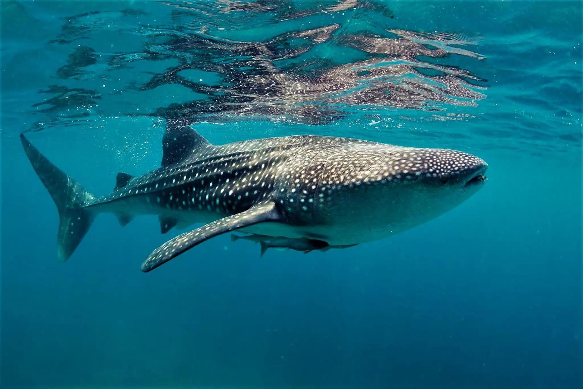 Diving in Vida Homes Condo Resort