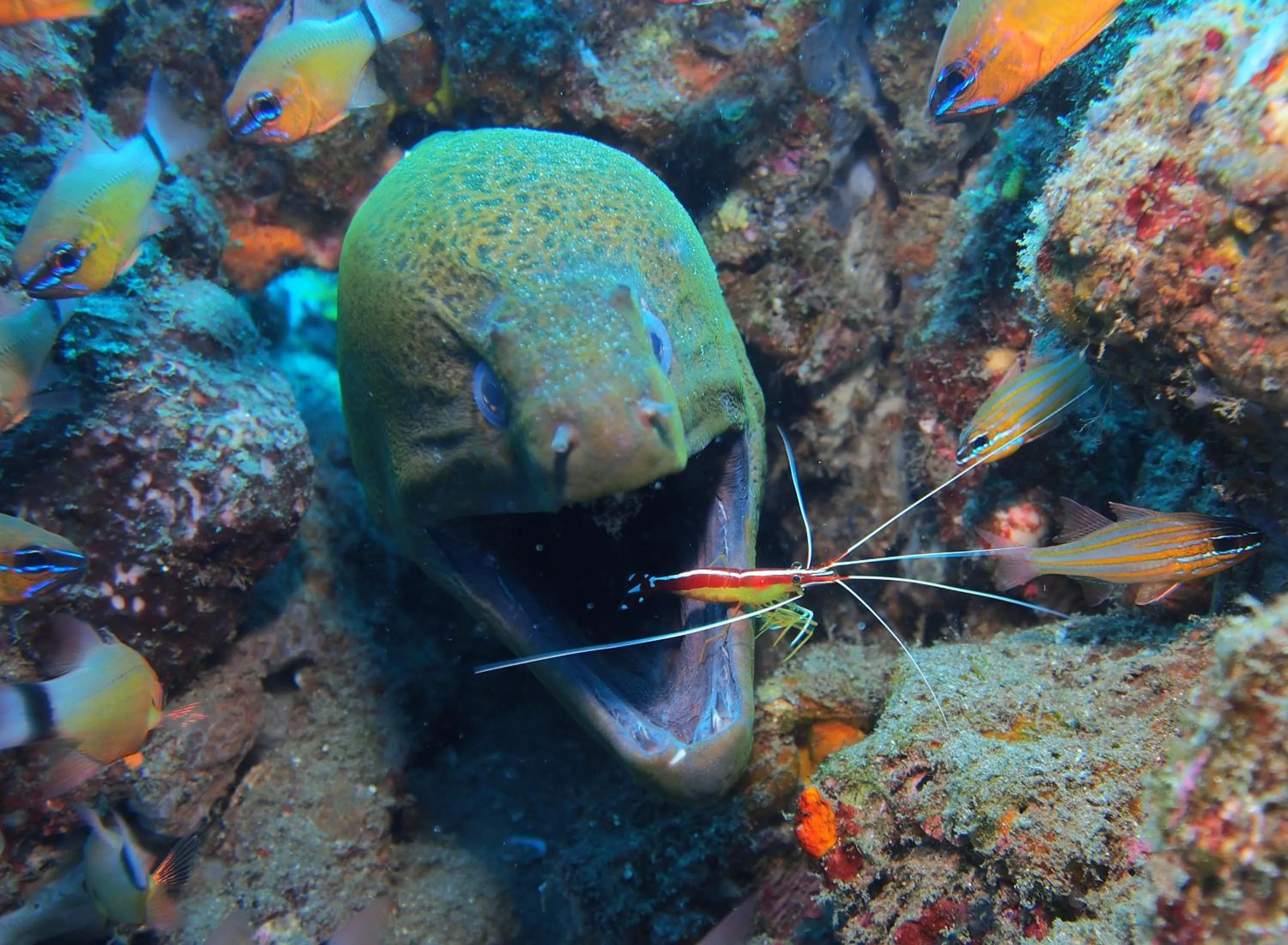 Diving in Vida Homes Condo Resort
