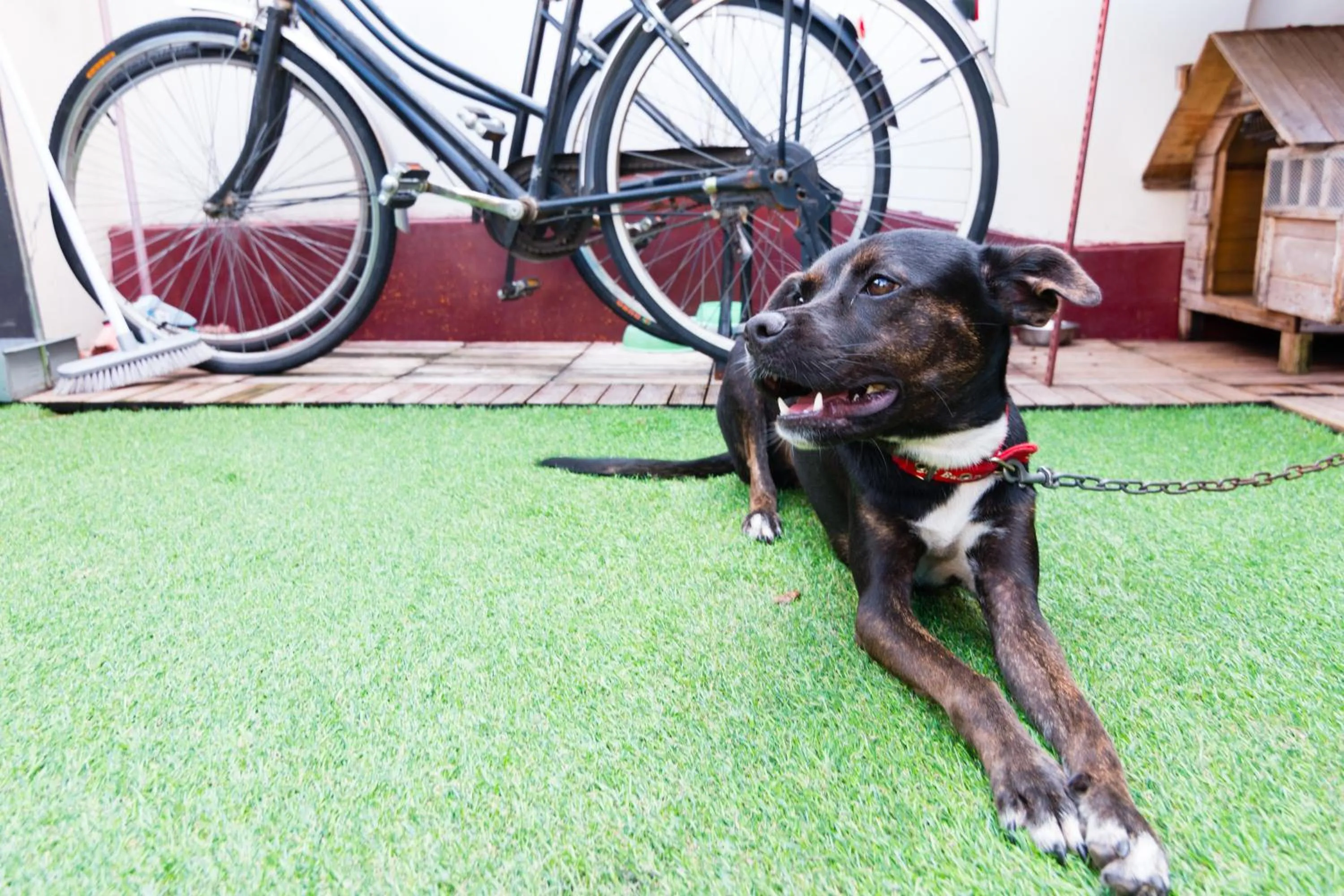 Pets in Ciao Life B&B