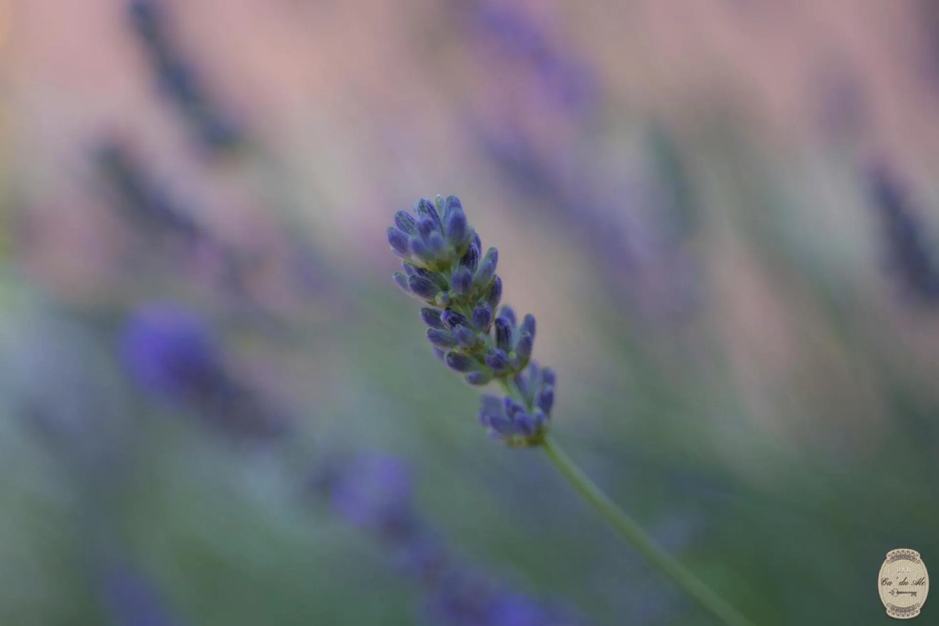 Spring in Ca' Du Ale