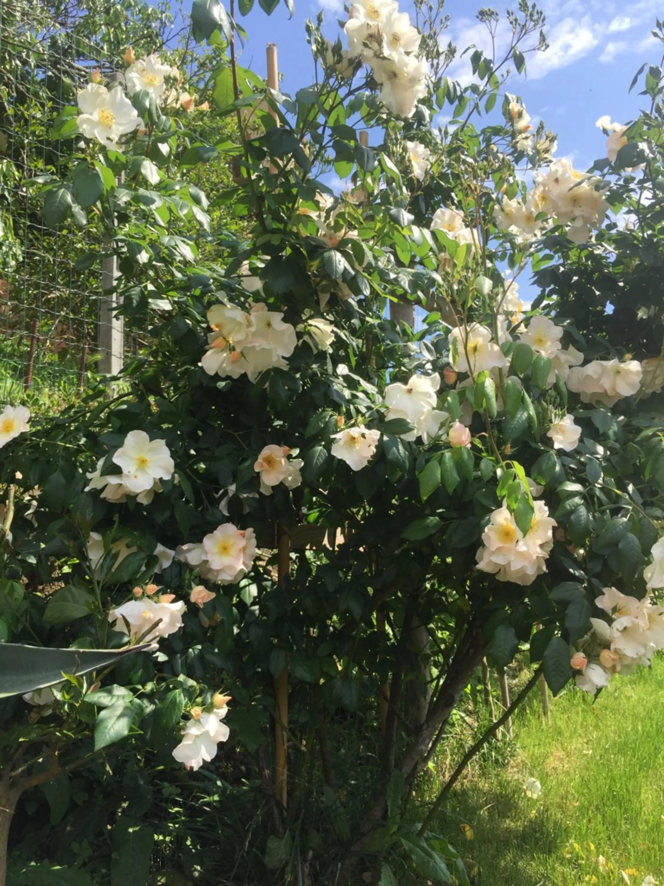 Garden in Ca' Du Ale