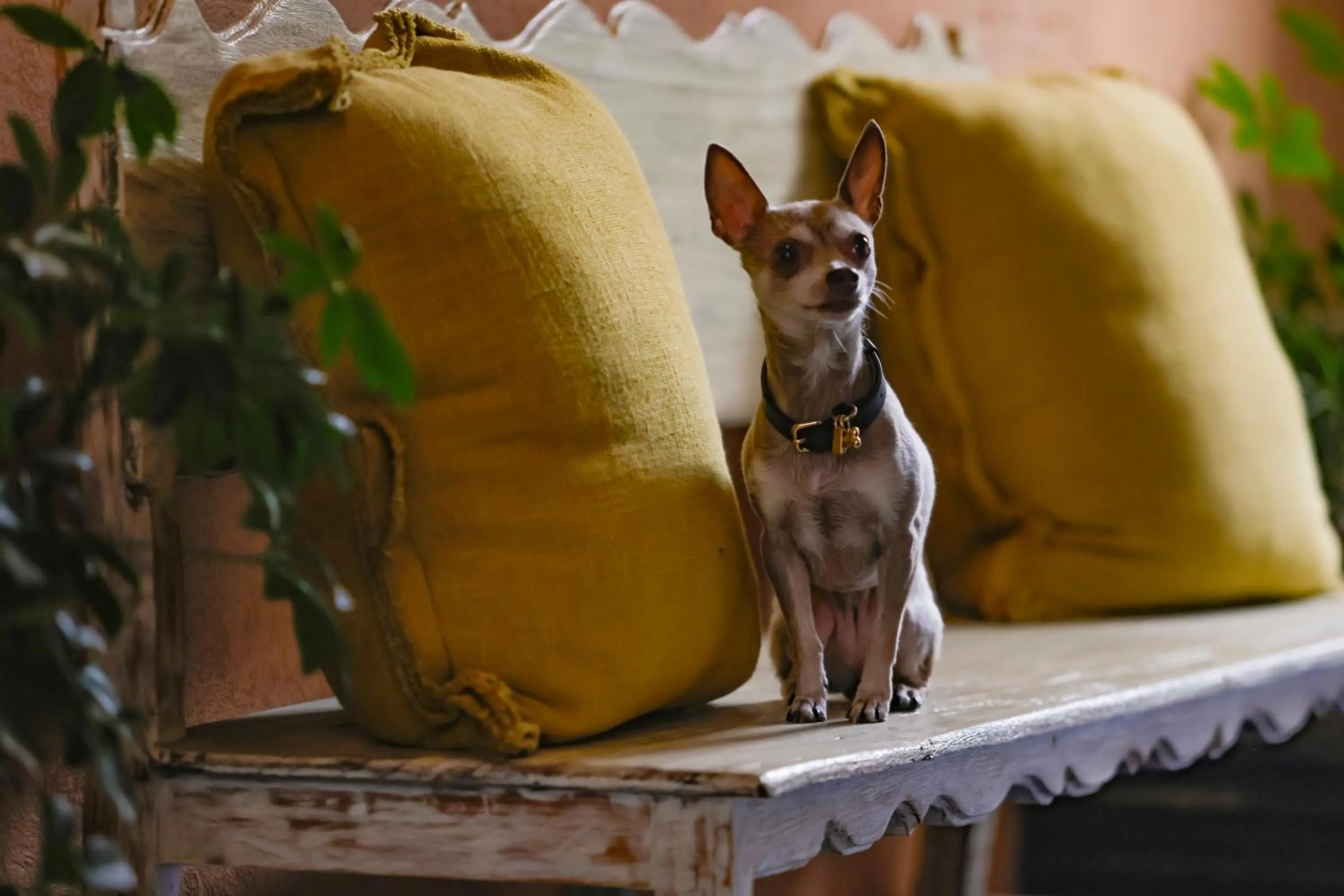 Property building in Hacienda Peña Pobre