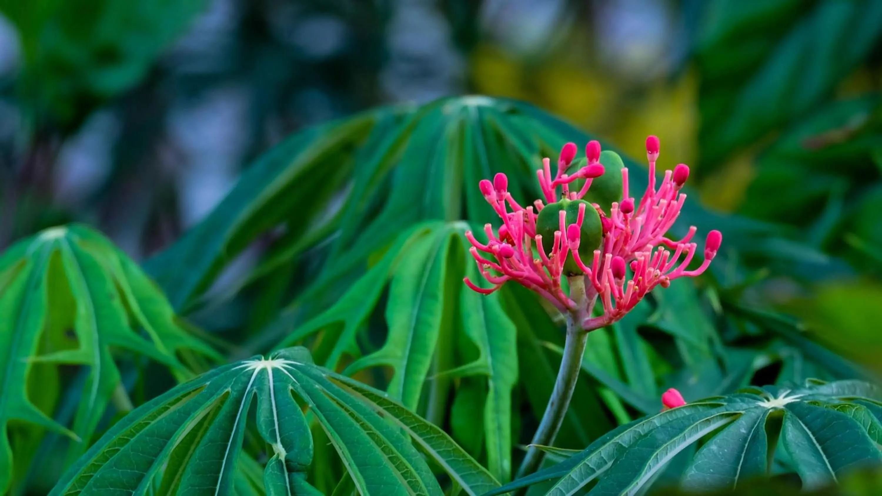 Garden in Seasons Lodge Zanzibar