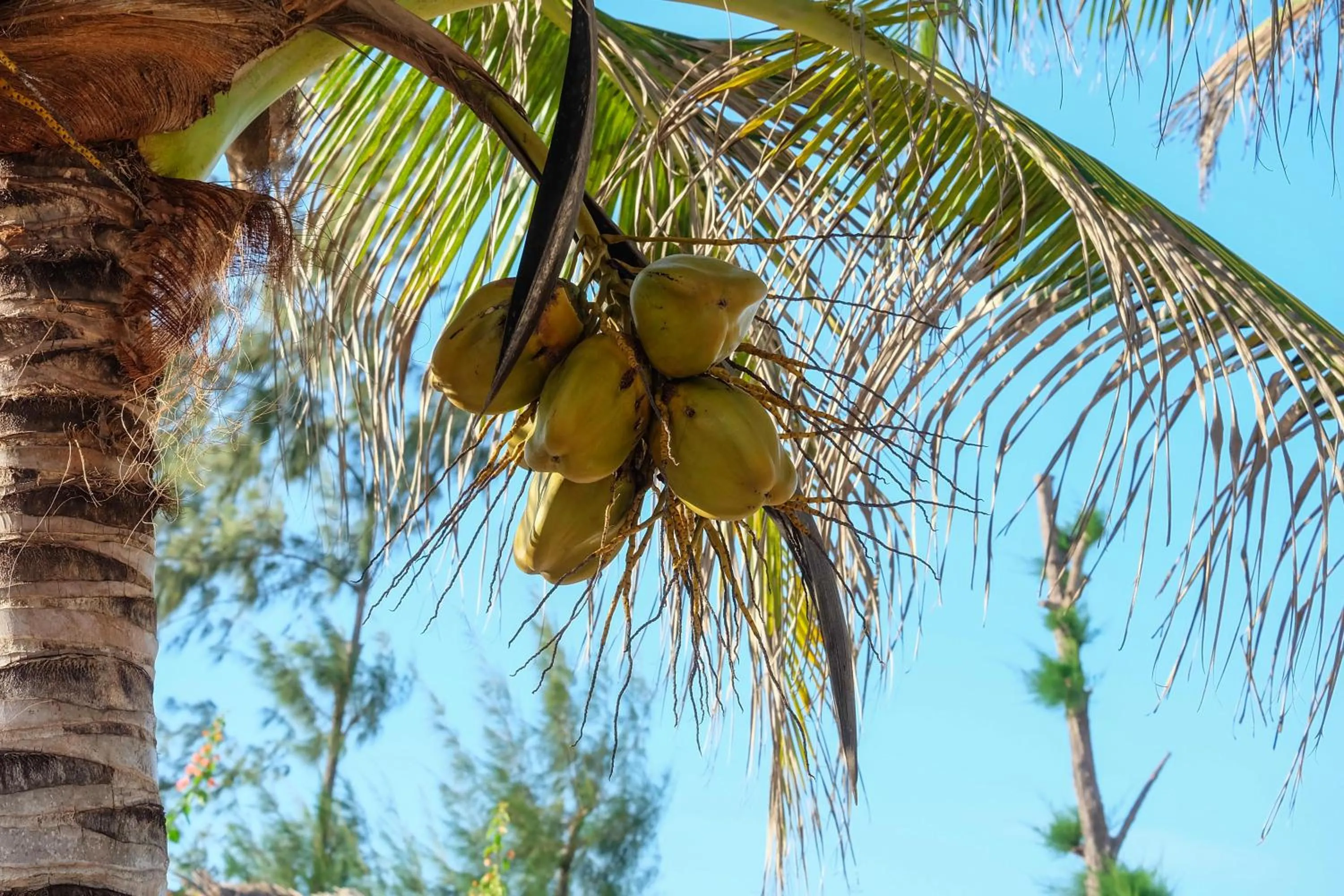 Food and drinks in Seasons Lodge Zanzibar