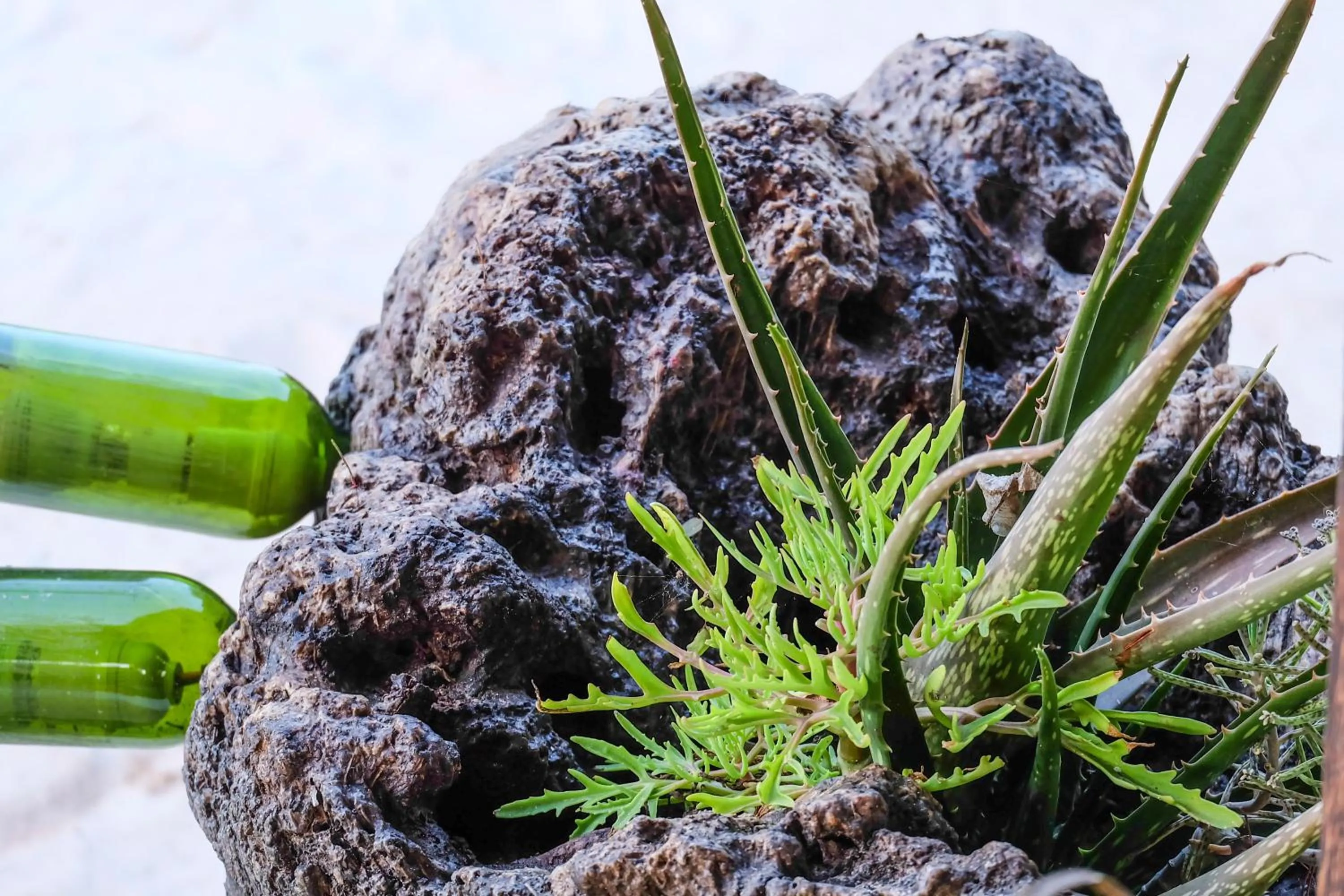 Natural landscape in Seasons Lodge Zanzibar