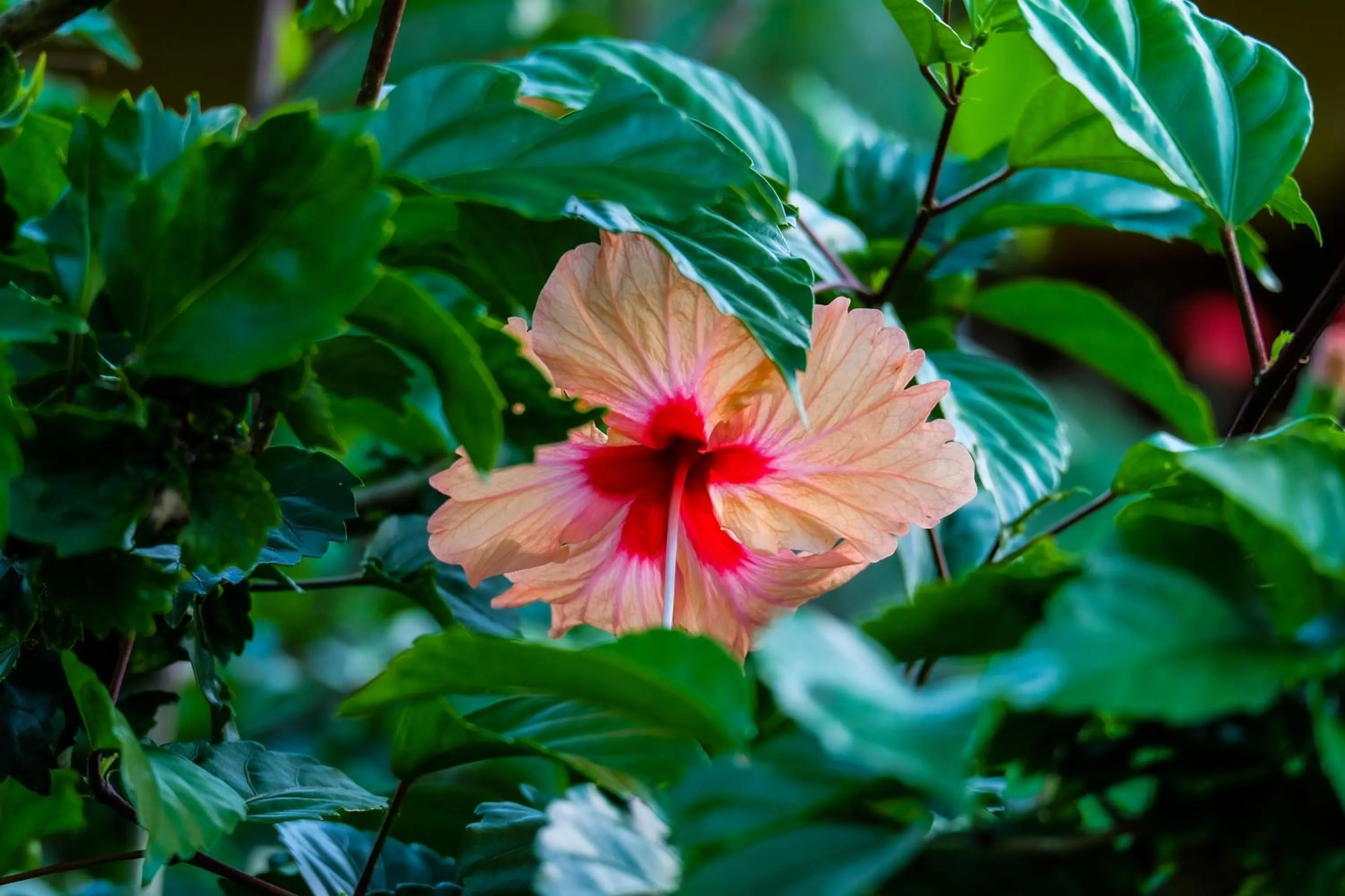 Garden in Seasons Lodge Zanzibar