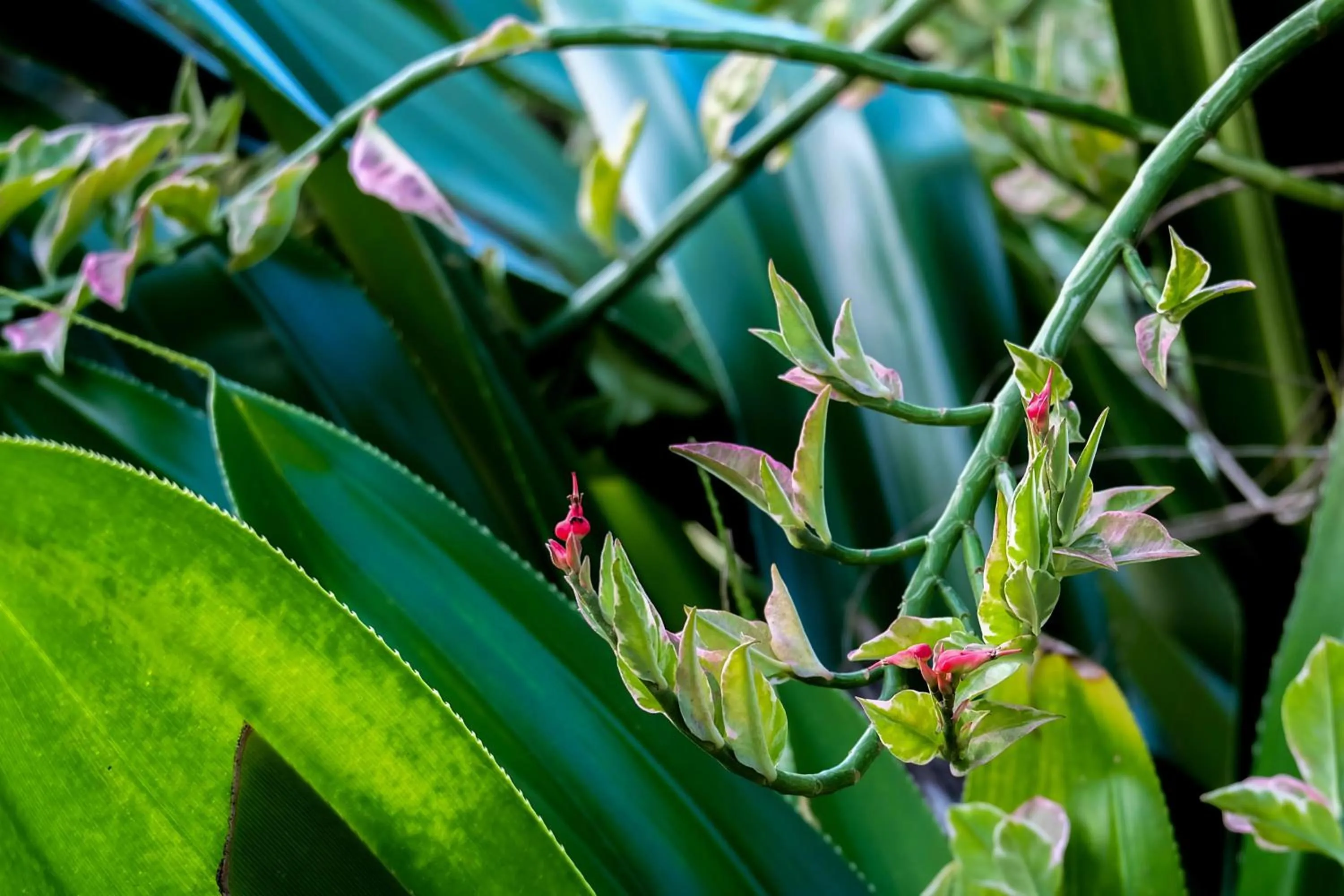 Garden in Seasons Lodge Zanzibar