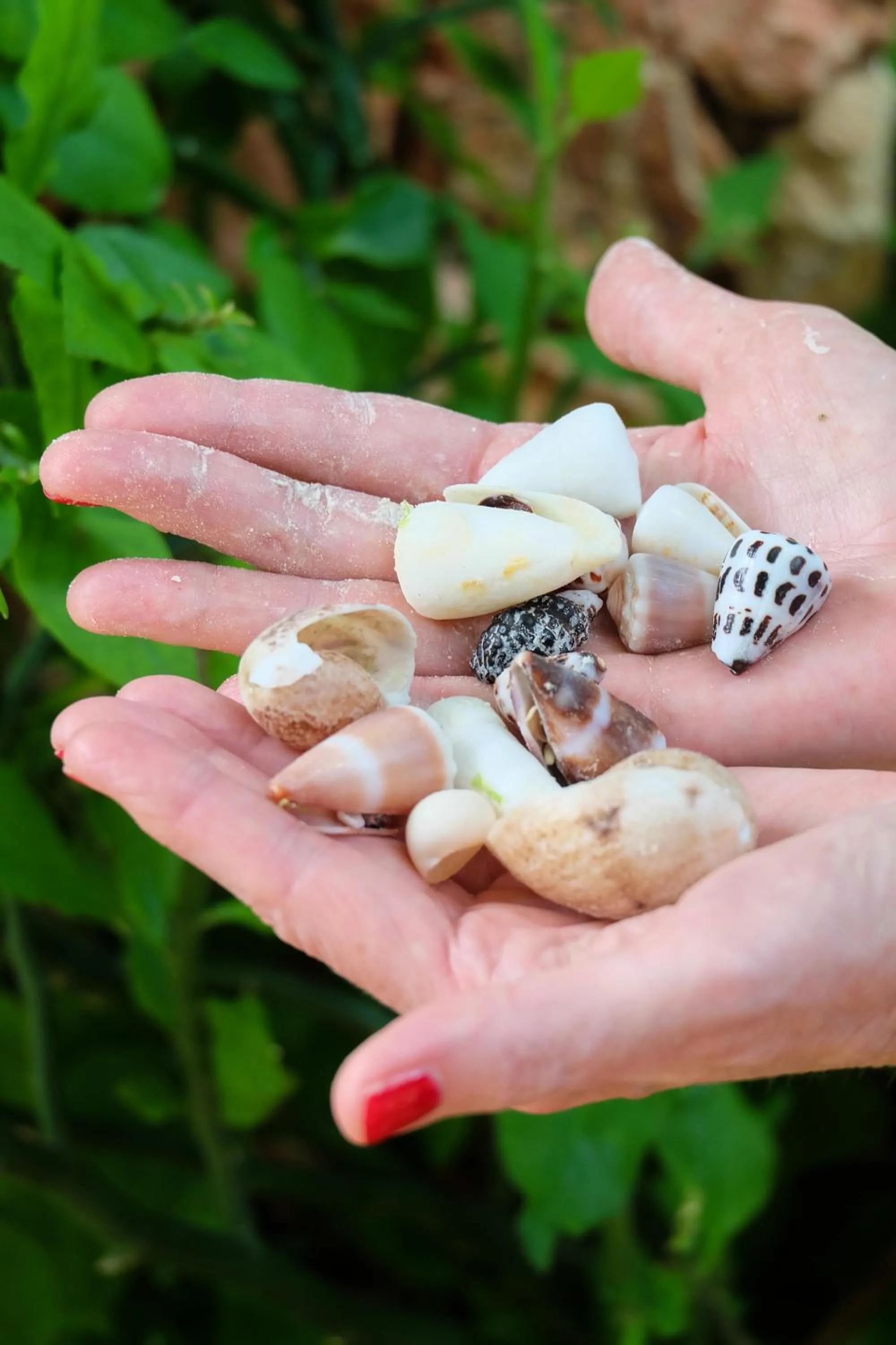 Garden in Seasons Lodge Zanzibar