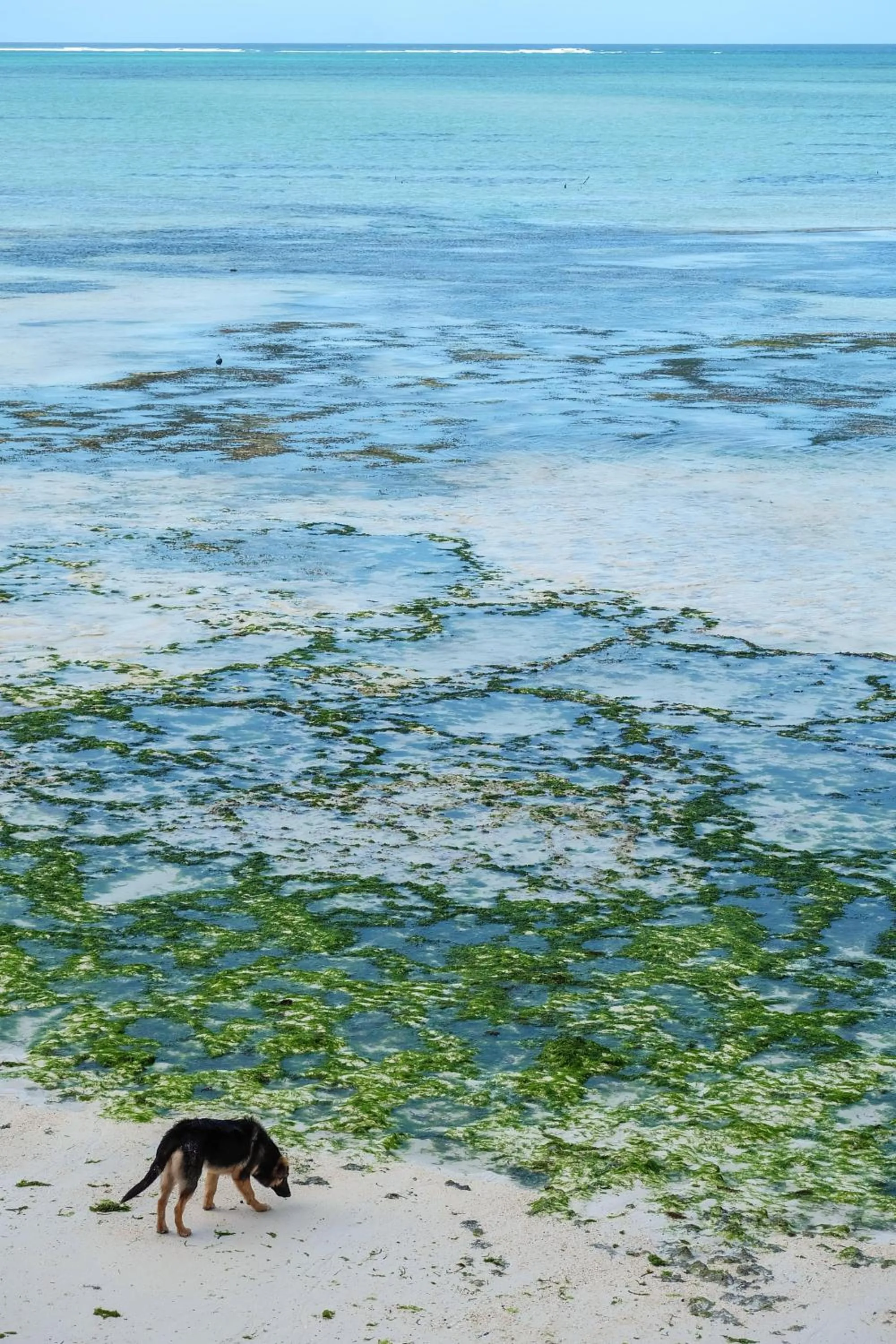 Natural landscape in Seasons Lodge Zanzibar