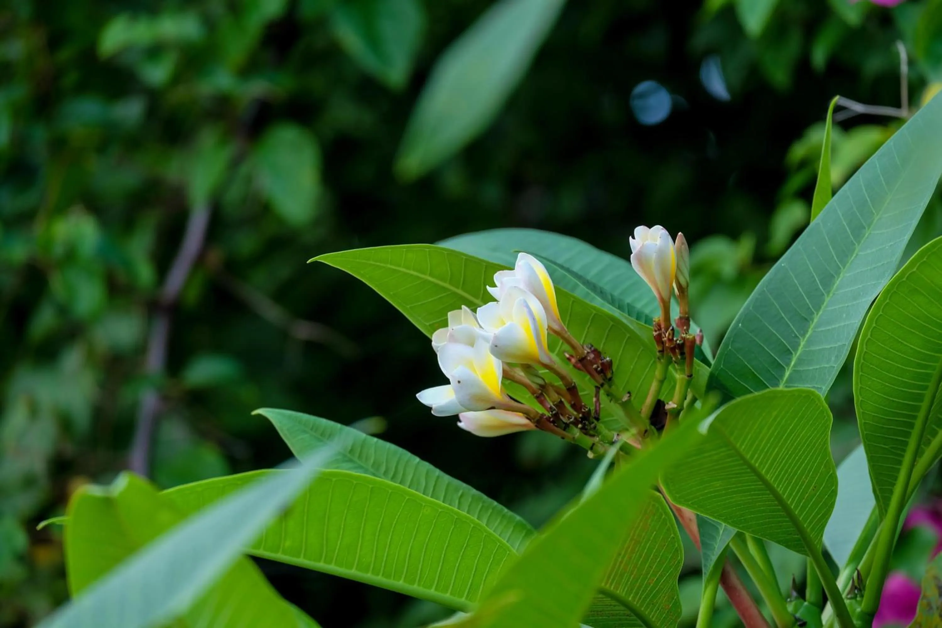 Garden in Seasons Lodge Zanzibar