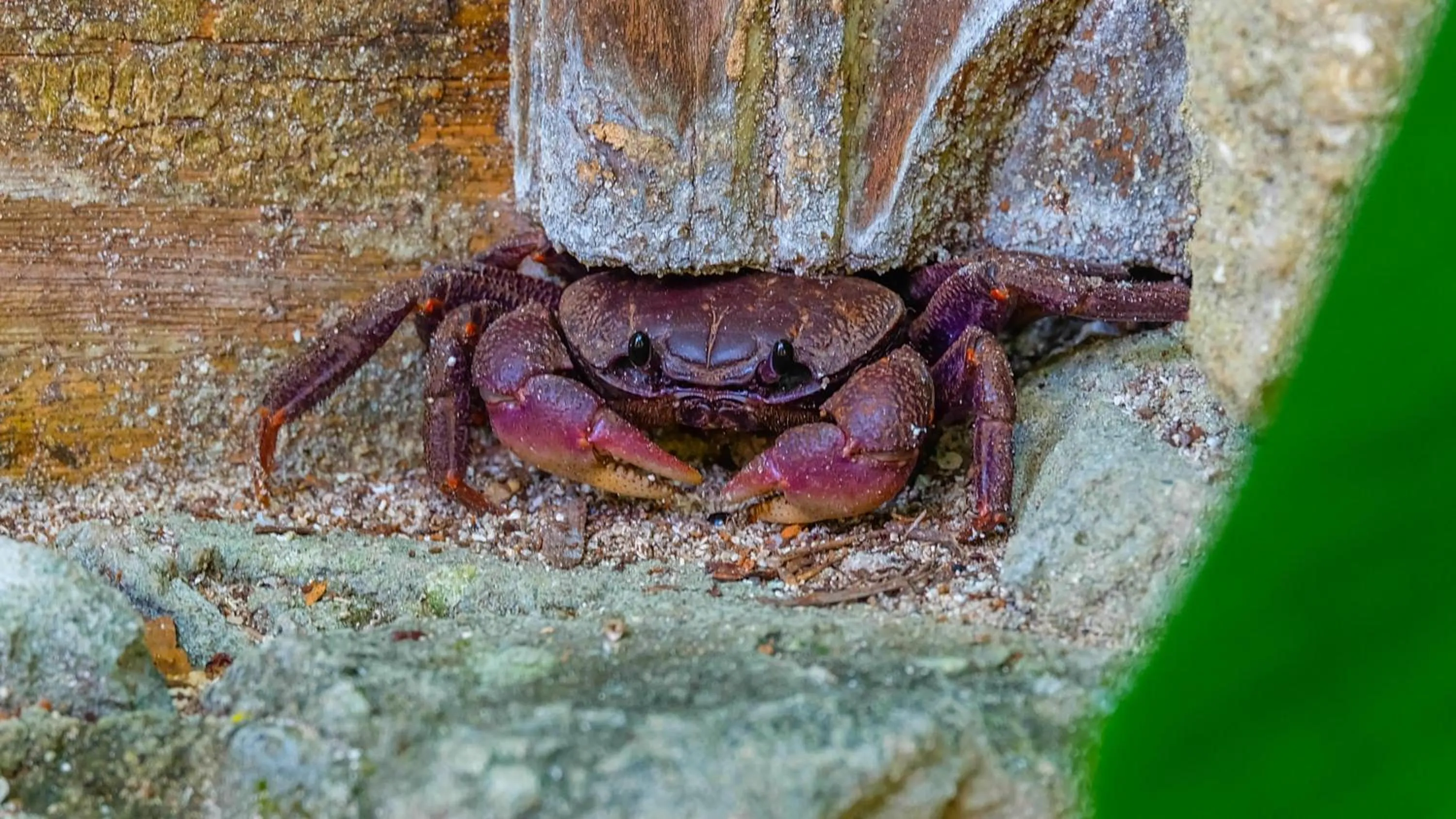 Animals in Seasons Lodge Zanzibar