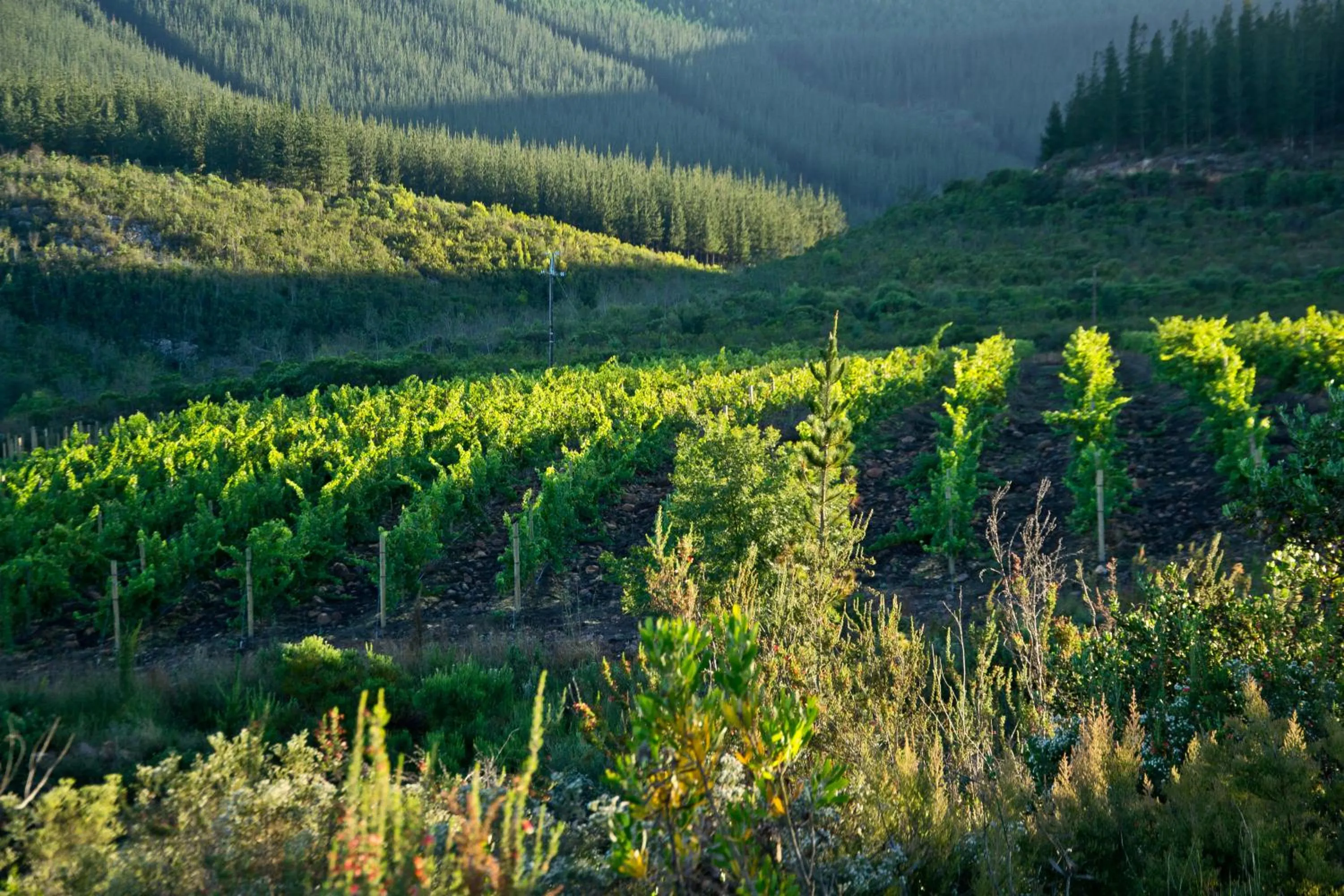 Kay and Monty Vineyard View