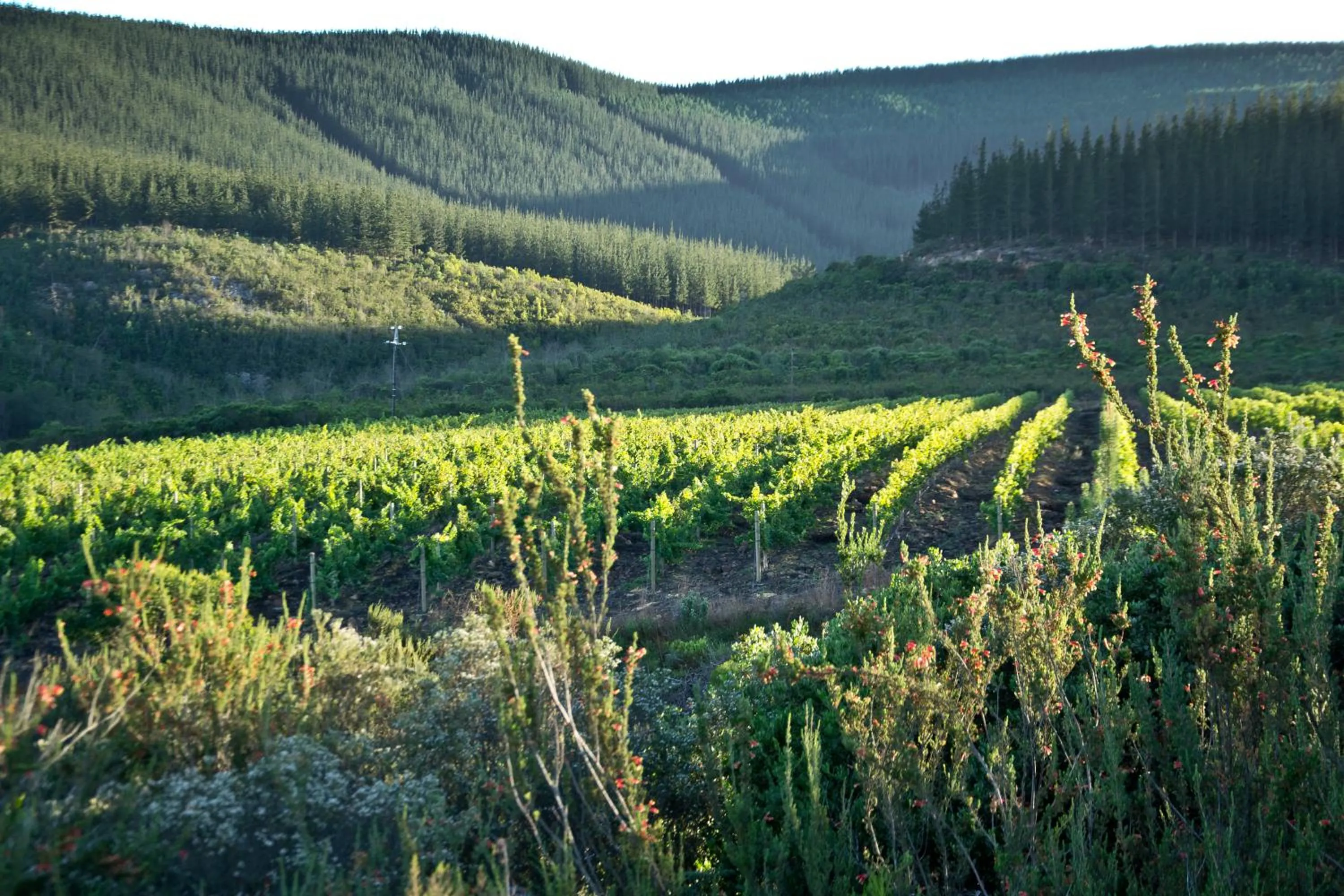 Natural landscape in Kay and Monty Vineyard View