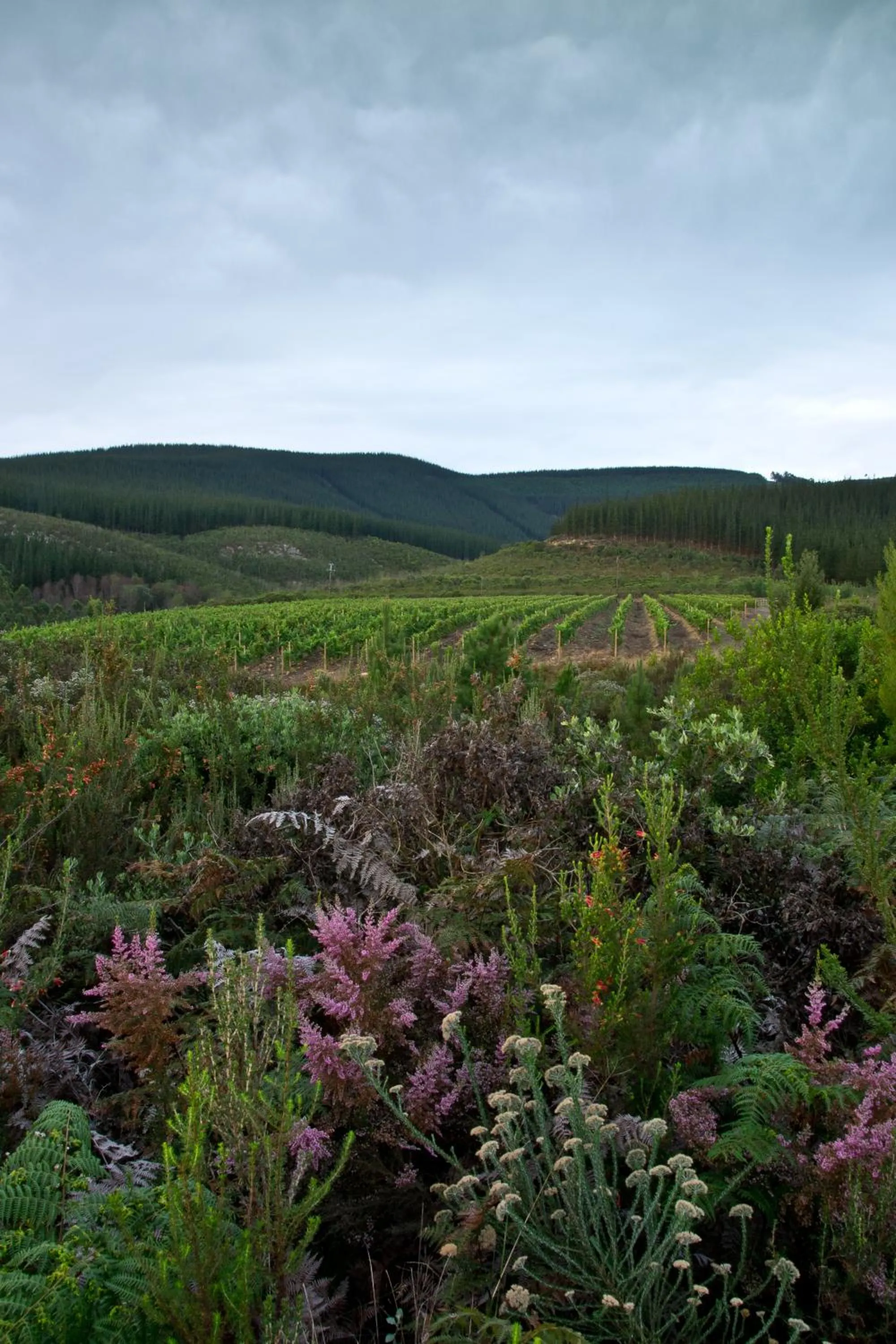 Kay and Monty Vineyard View