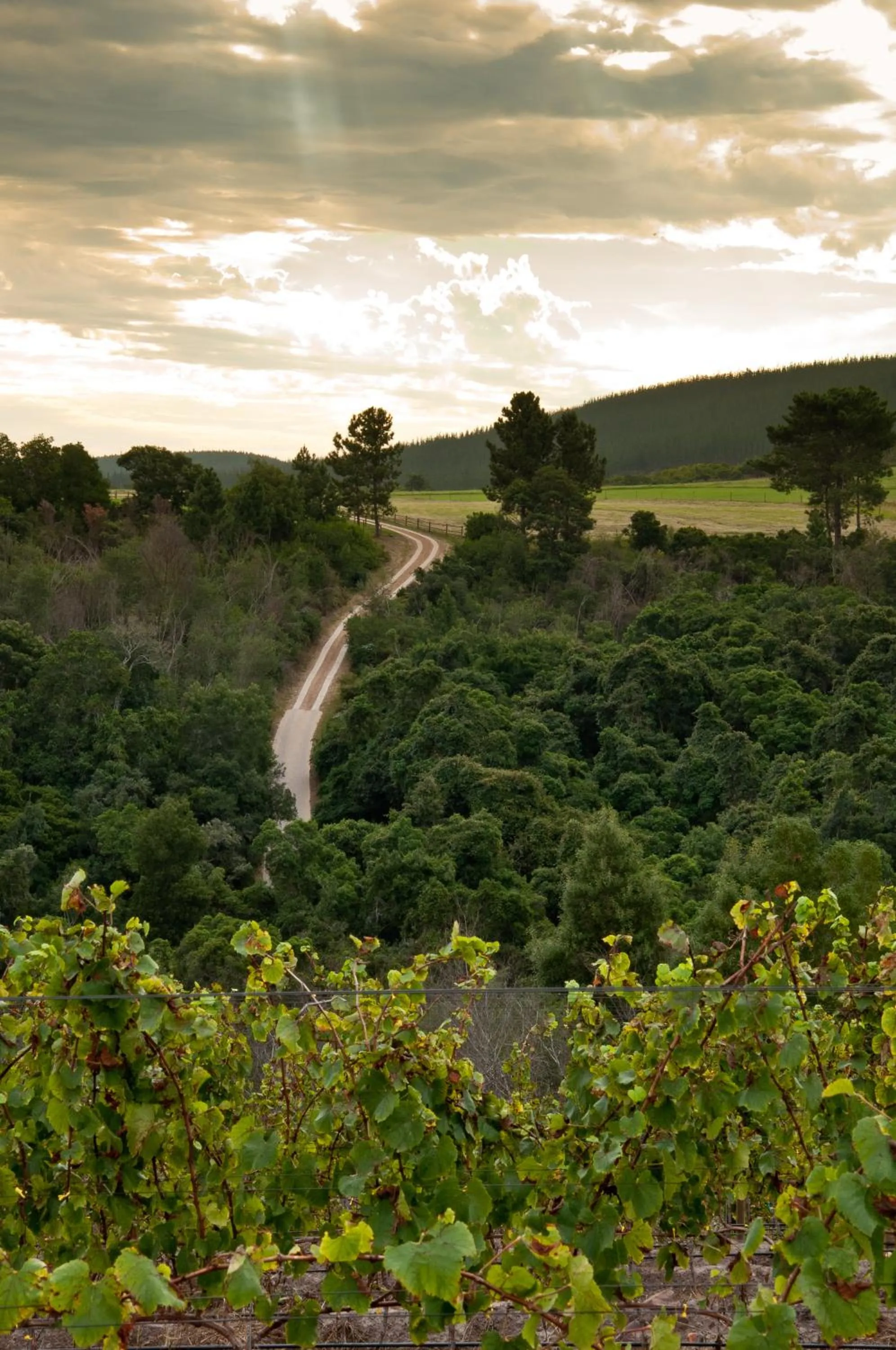 Natural landscape in Kay and Monty Vineyard View