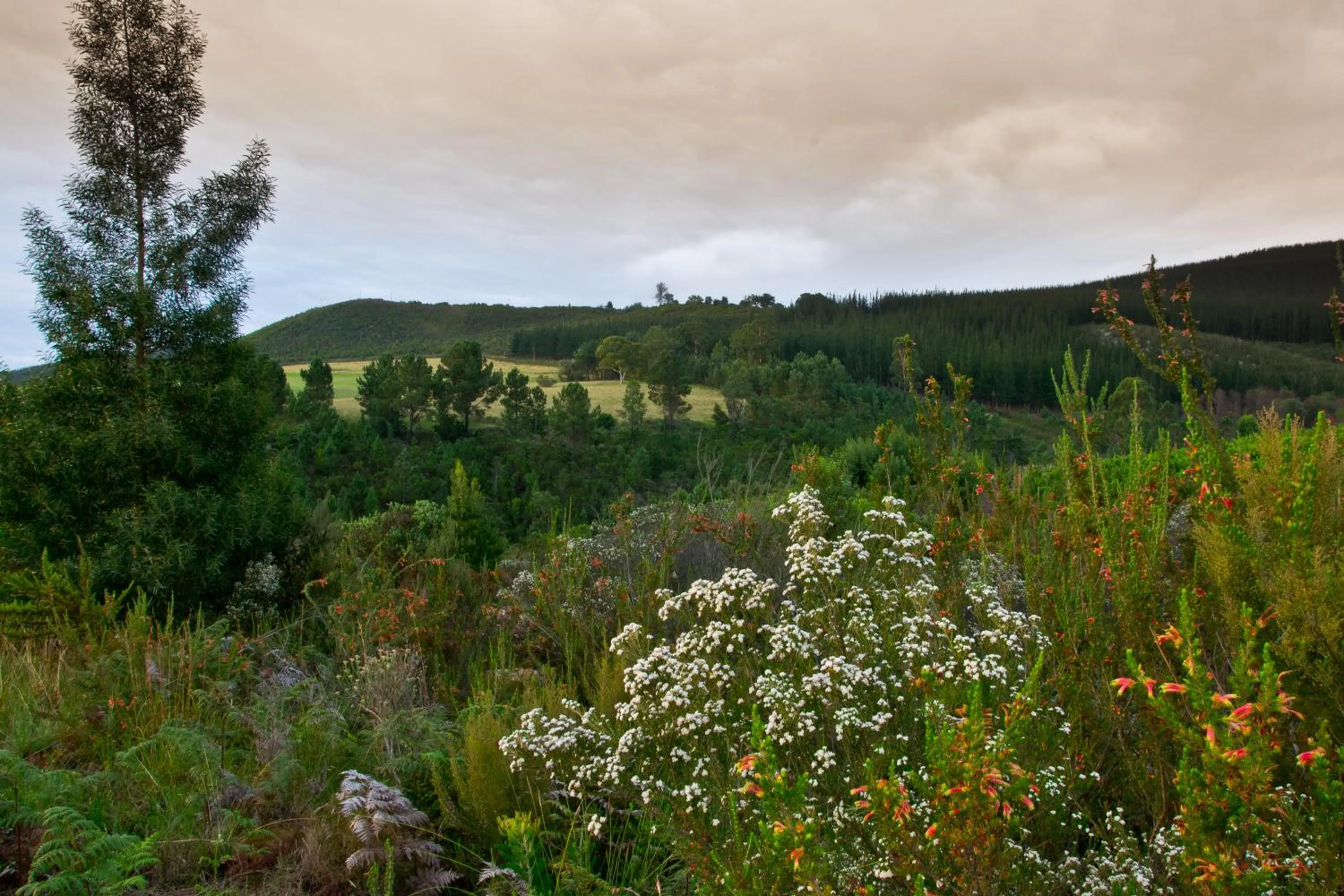 Kay and Monty Vineyard View