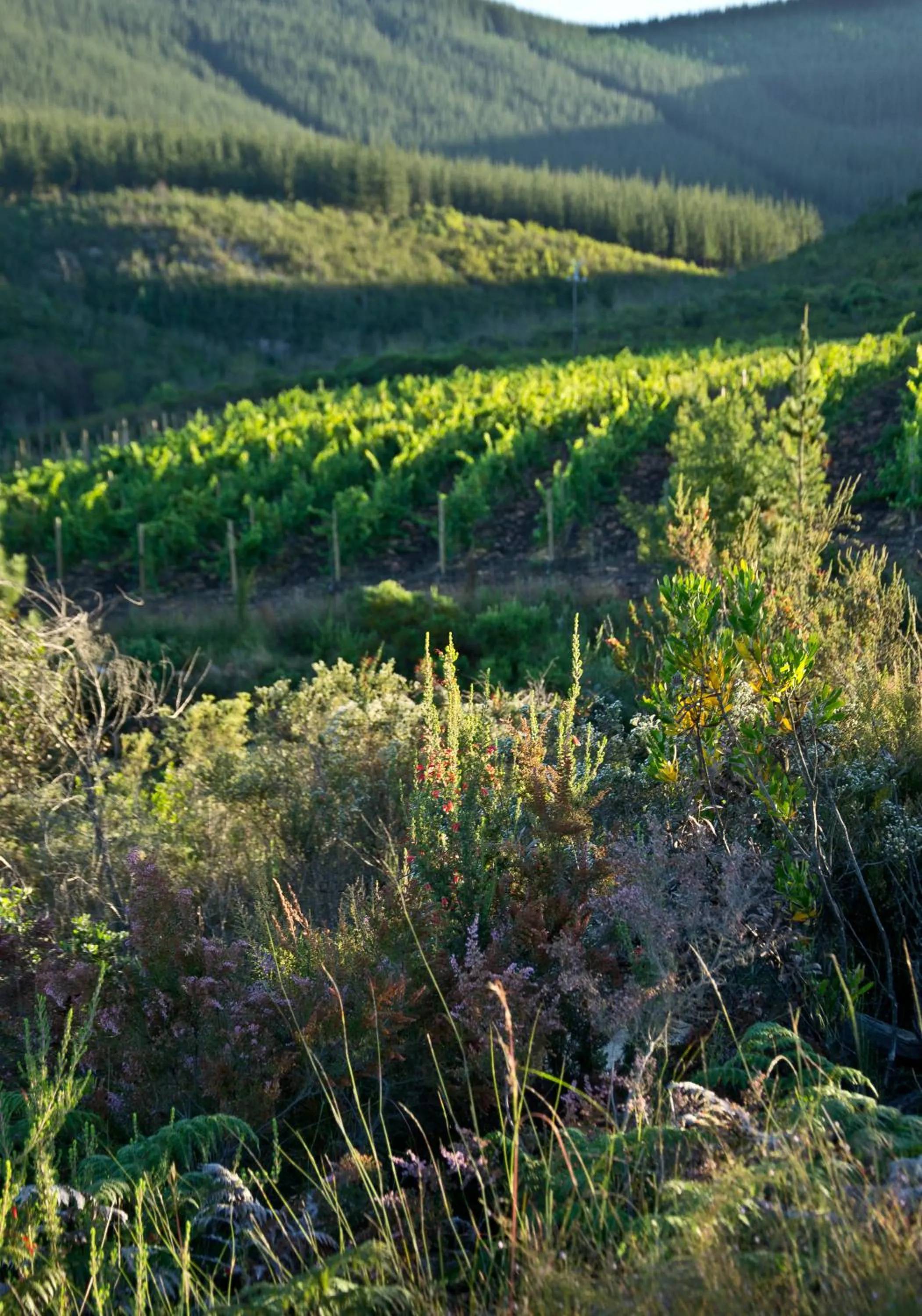 Kay and Monty Vineyard View