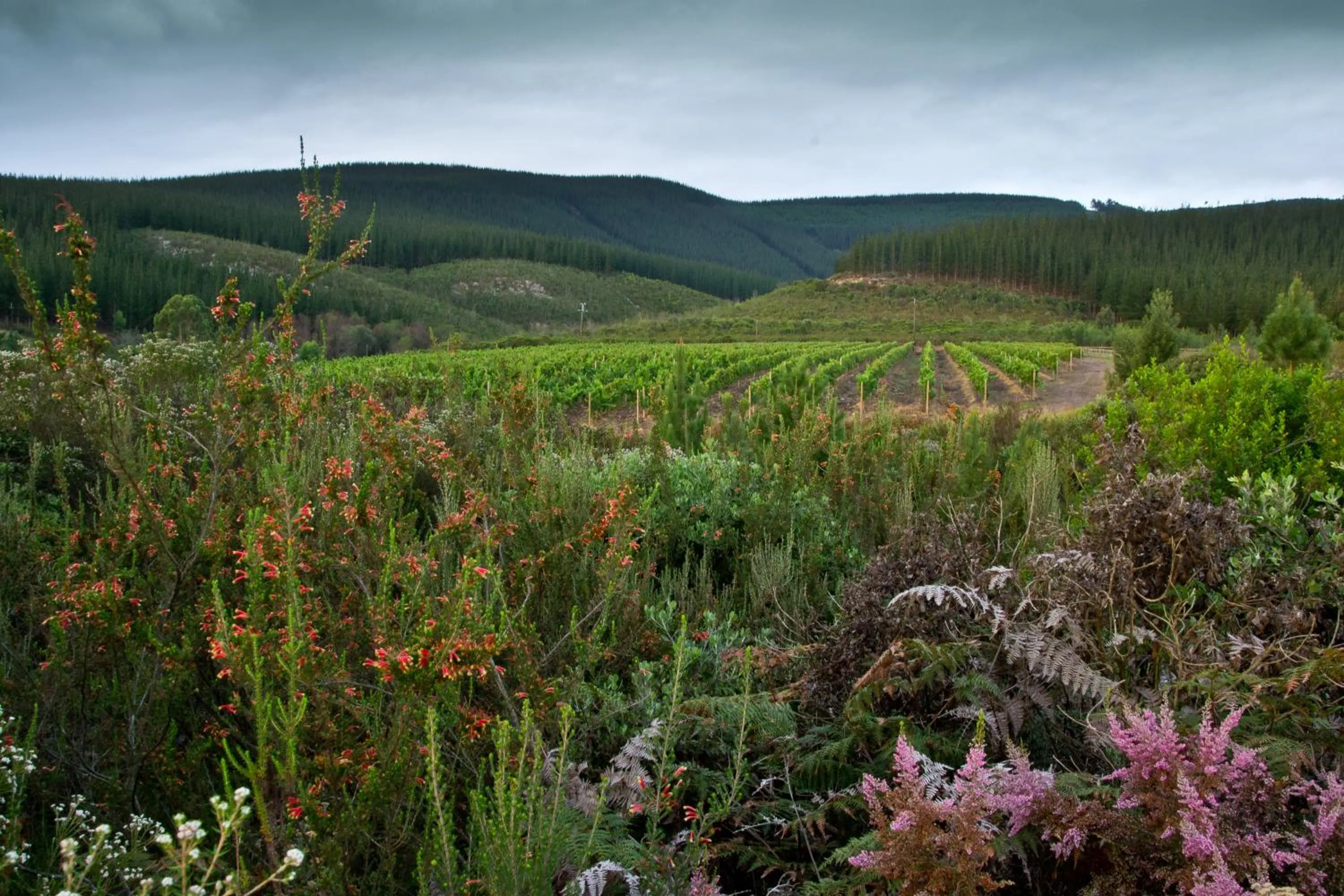 Kay and Monty Vineyard View