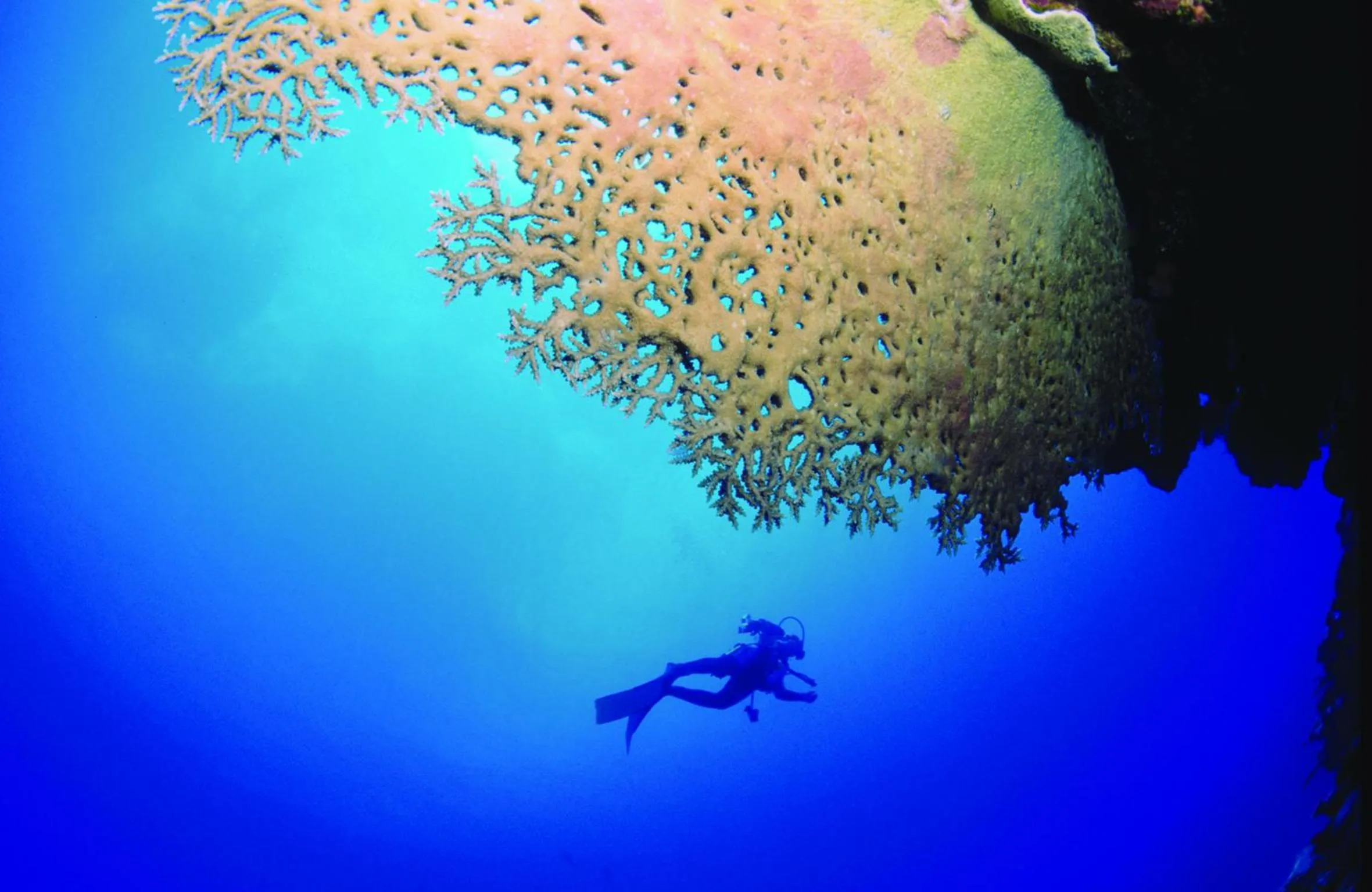 Diving in Cotton Bay Resort & Spa