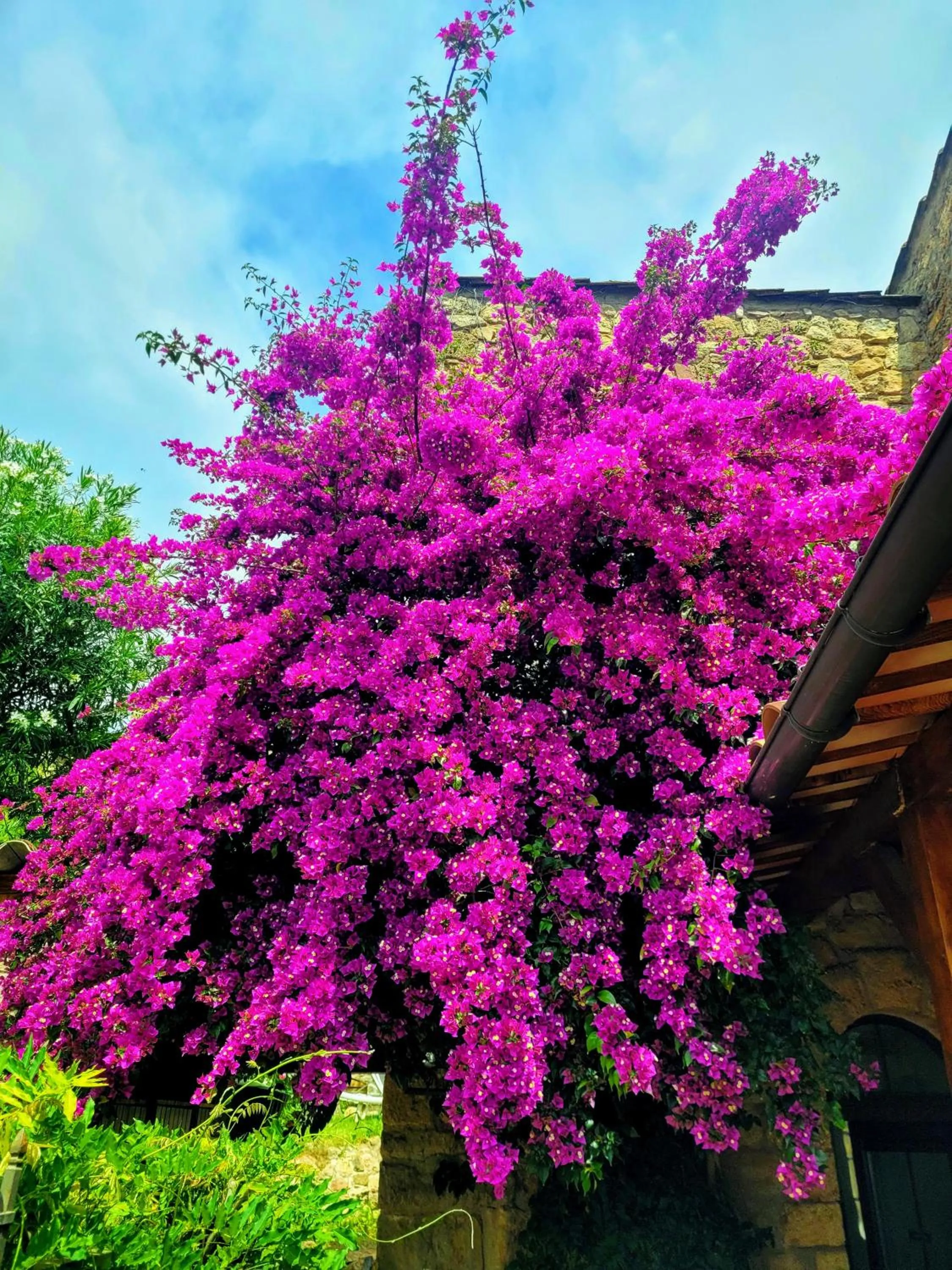 Garden in Villa Arca